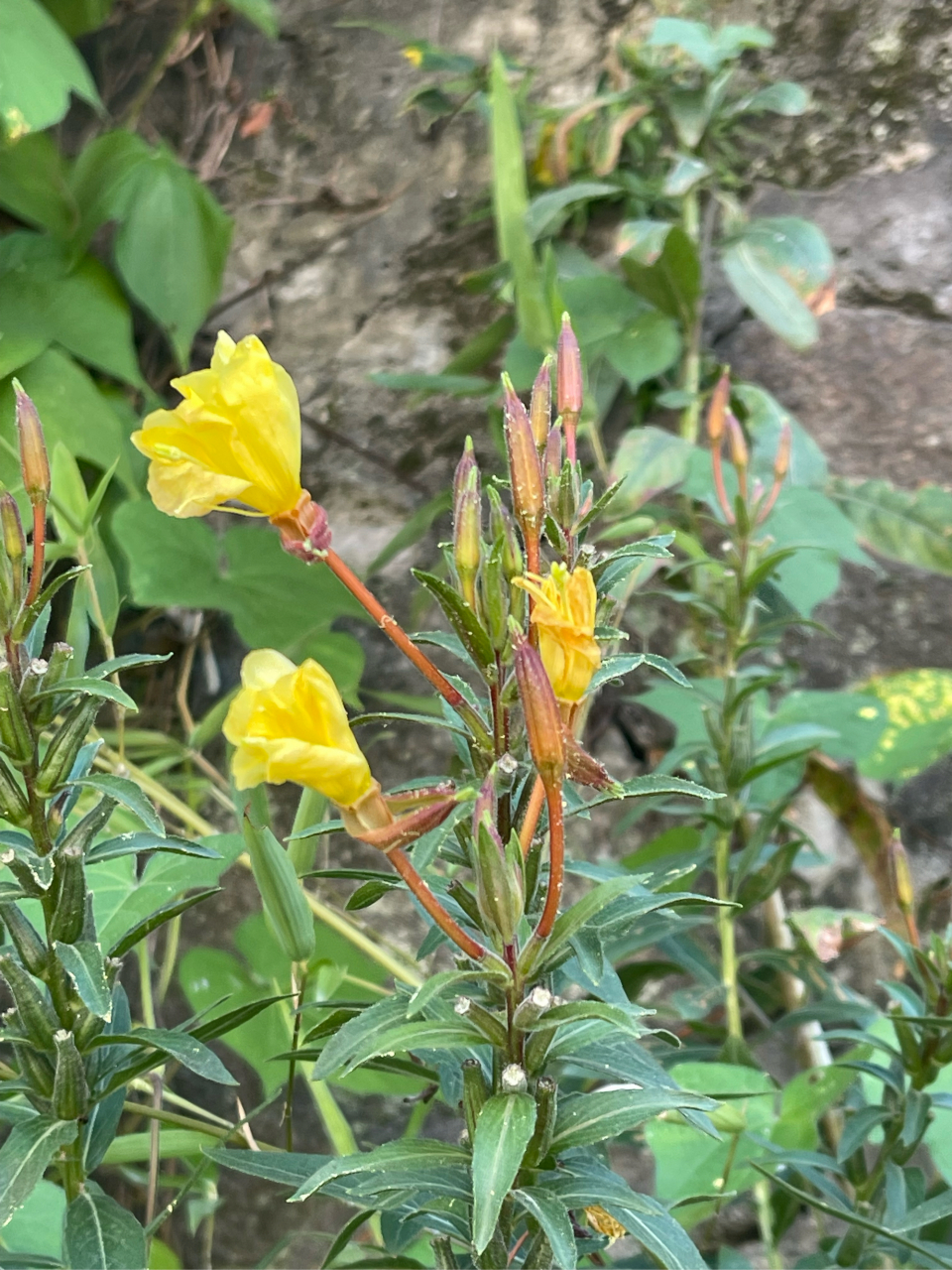 黄花猛草药图片的作用图片