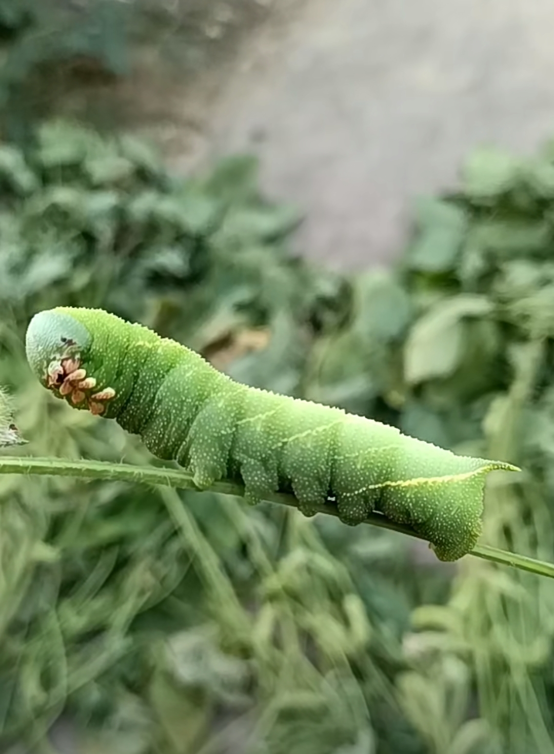 花豆虫图片图片