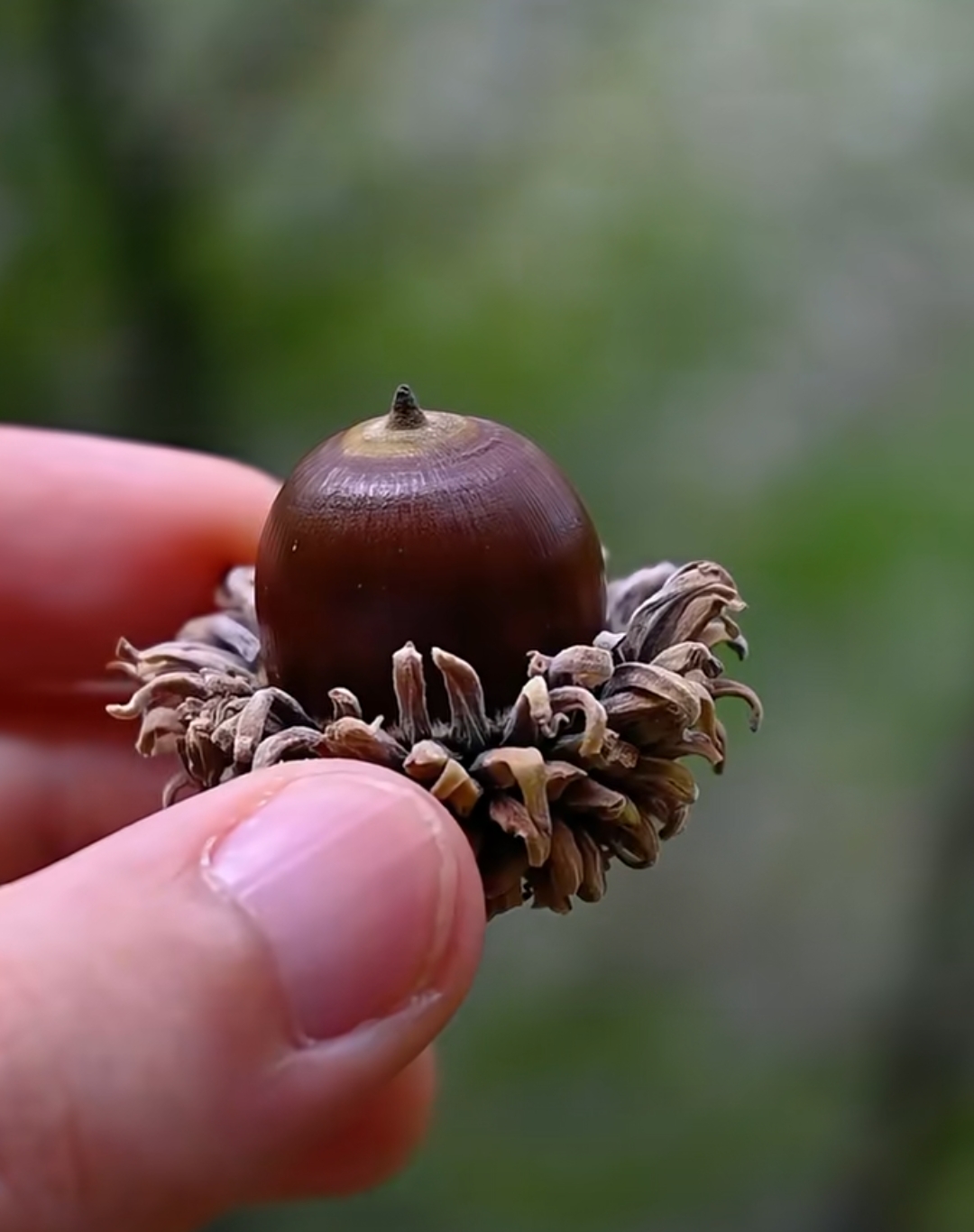 外形特征: 橡果呈卵形或长圆形,一端较尖,另一端较钝