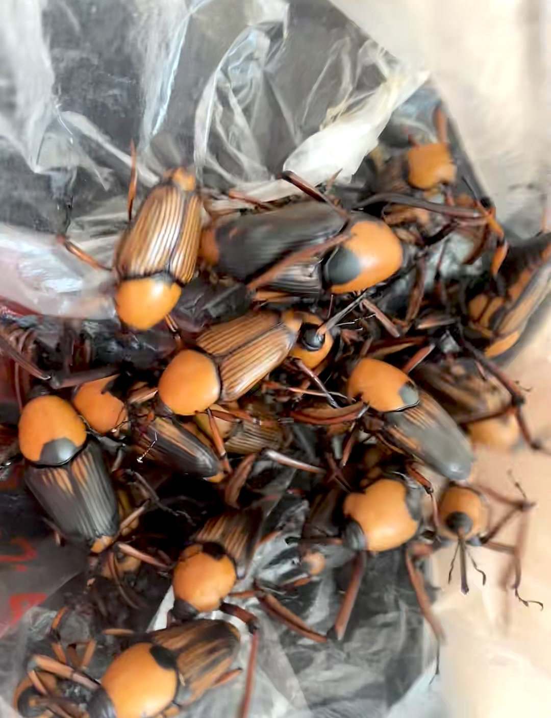 竹子虫,又称竹象虫,笋子虫等.