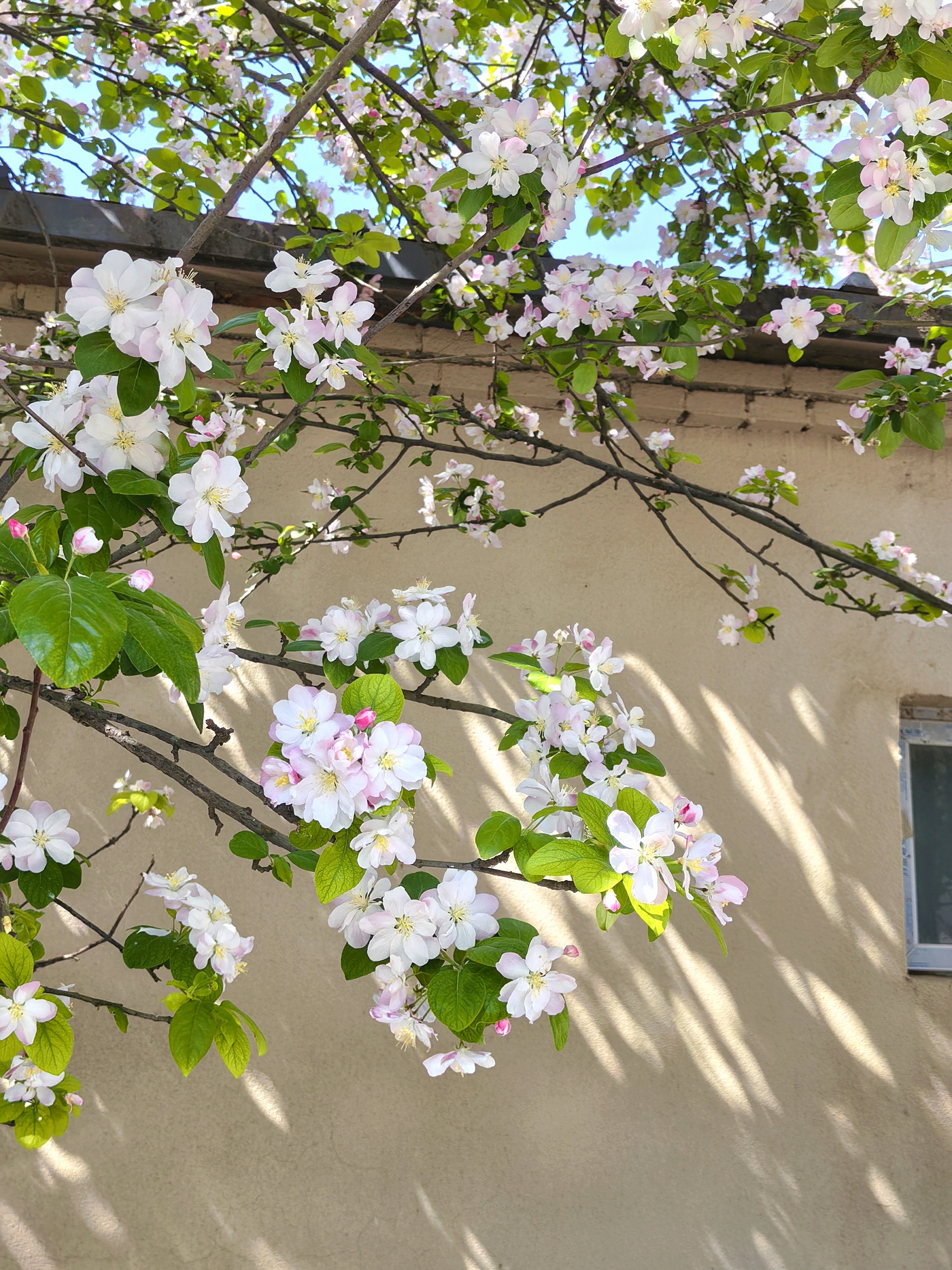 于是去了那里,在新华医院和邮政运河投递之间的窄街里,一溜海棠树盛开