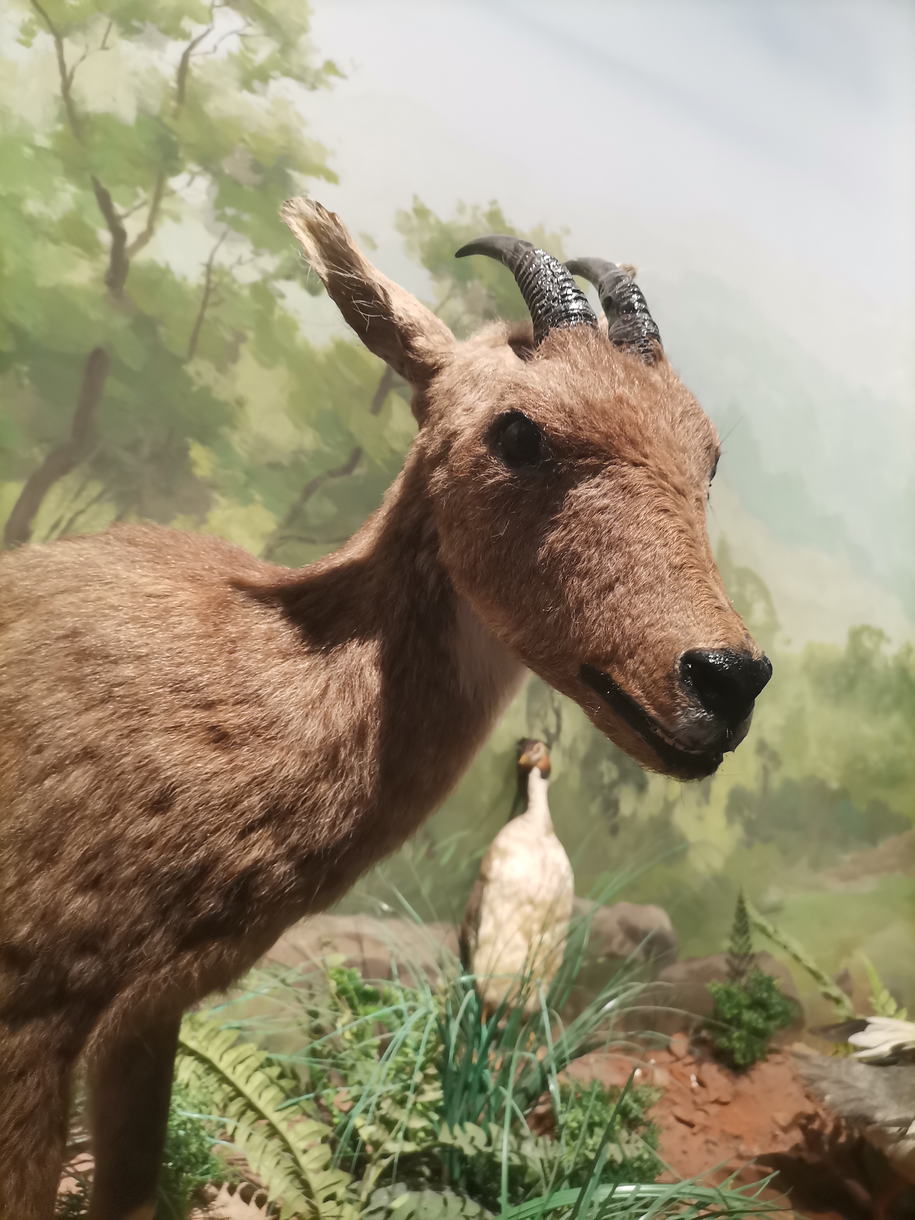 灵兽哀牢山动物茶陵云阳山保护动物揭阳望天湖野生动物图片托卡耶夫