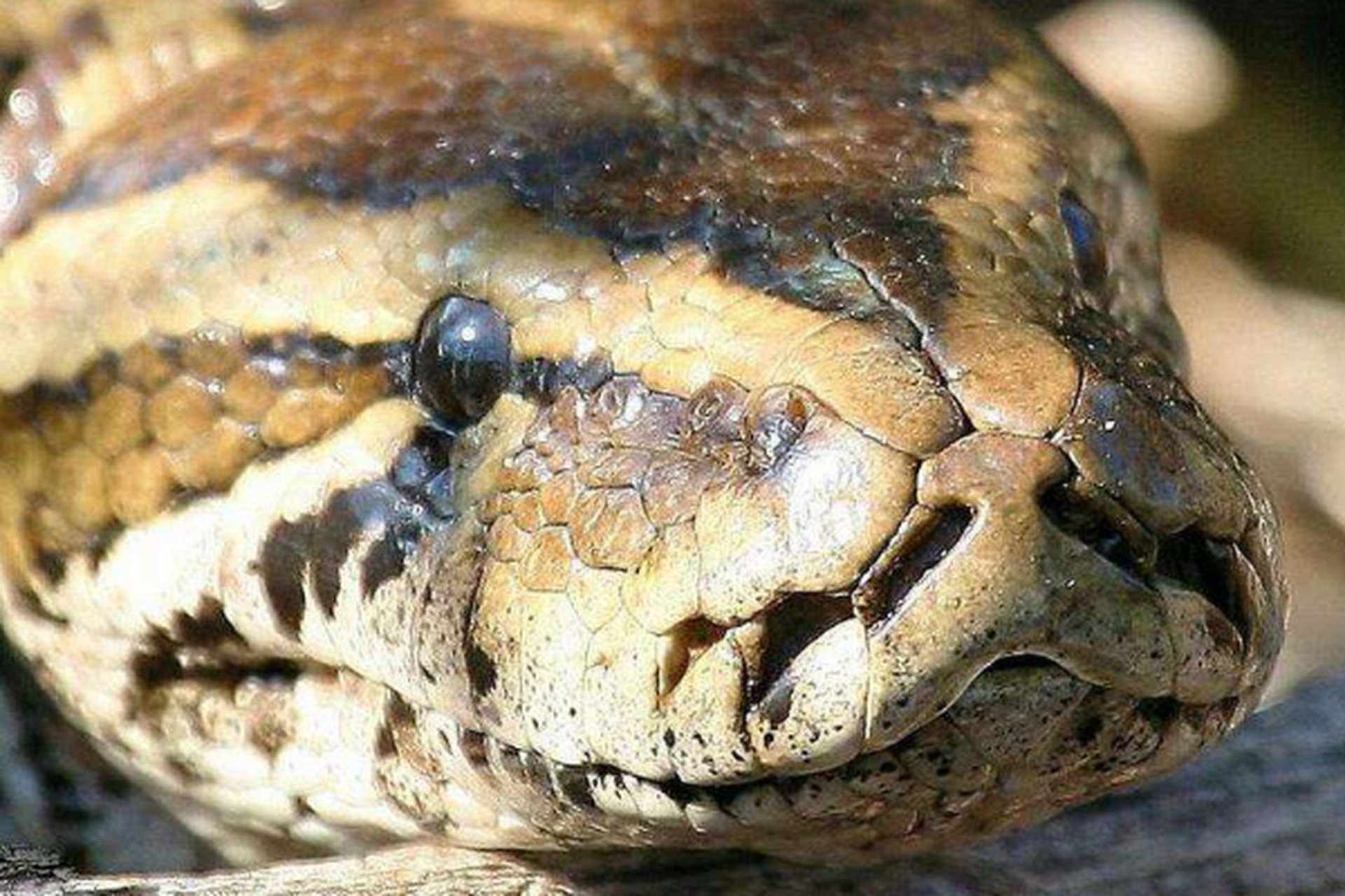 体型最大的蛇——森蚺 森蚺雄性平均全长3米,平均重量30公斤, 森蚺