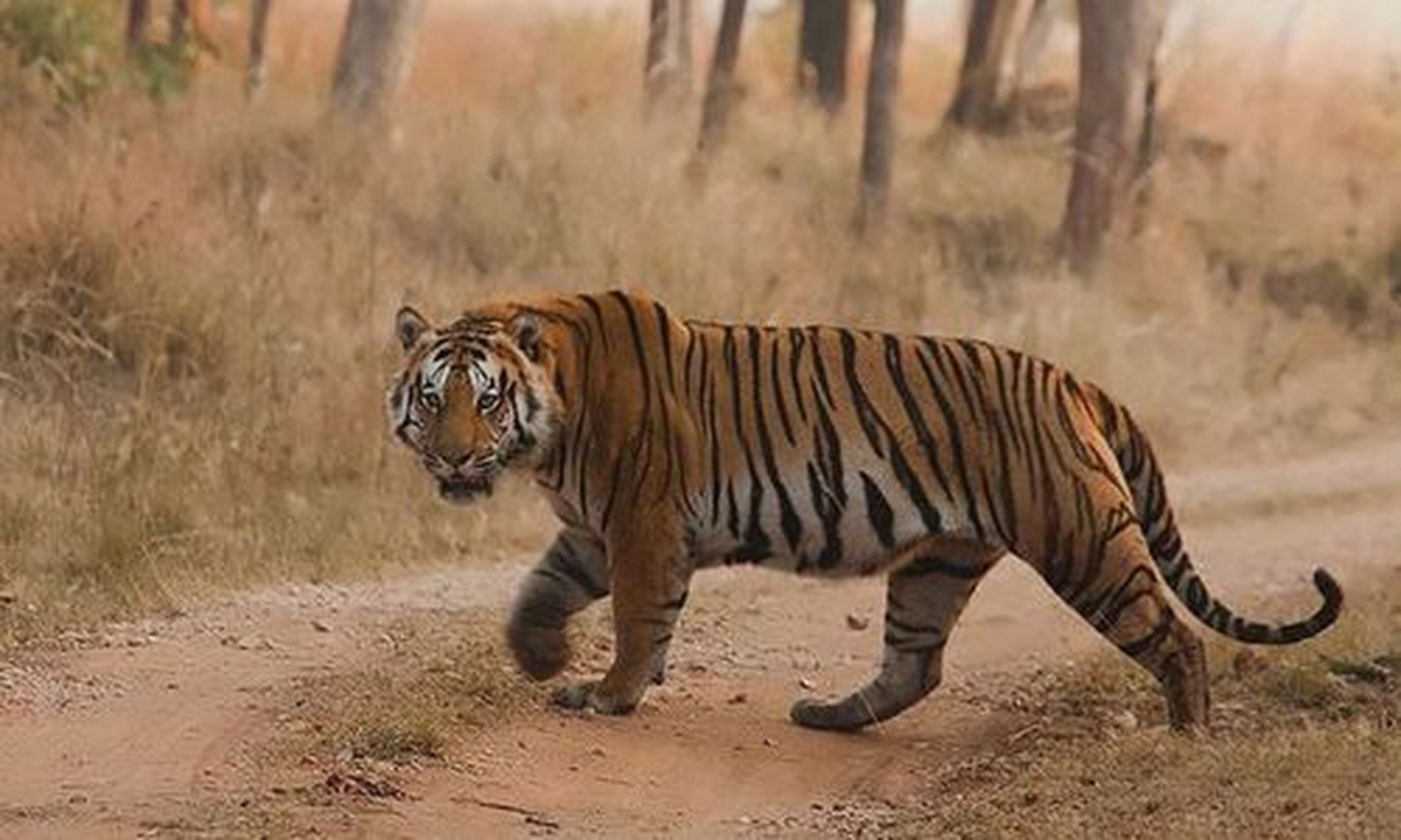 世界第二大虎一一孟加拉虎 成年雄性孟加拉虎包括尾部的总体长为2