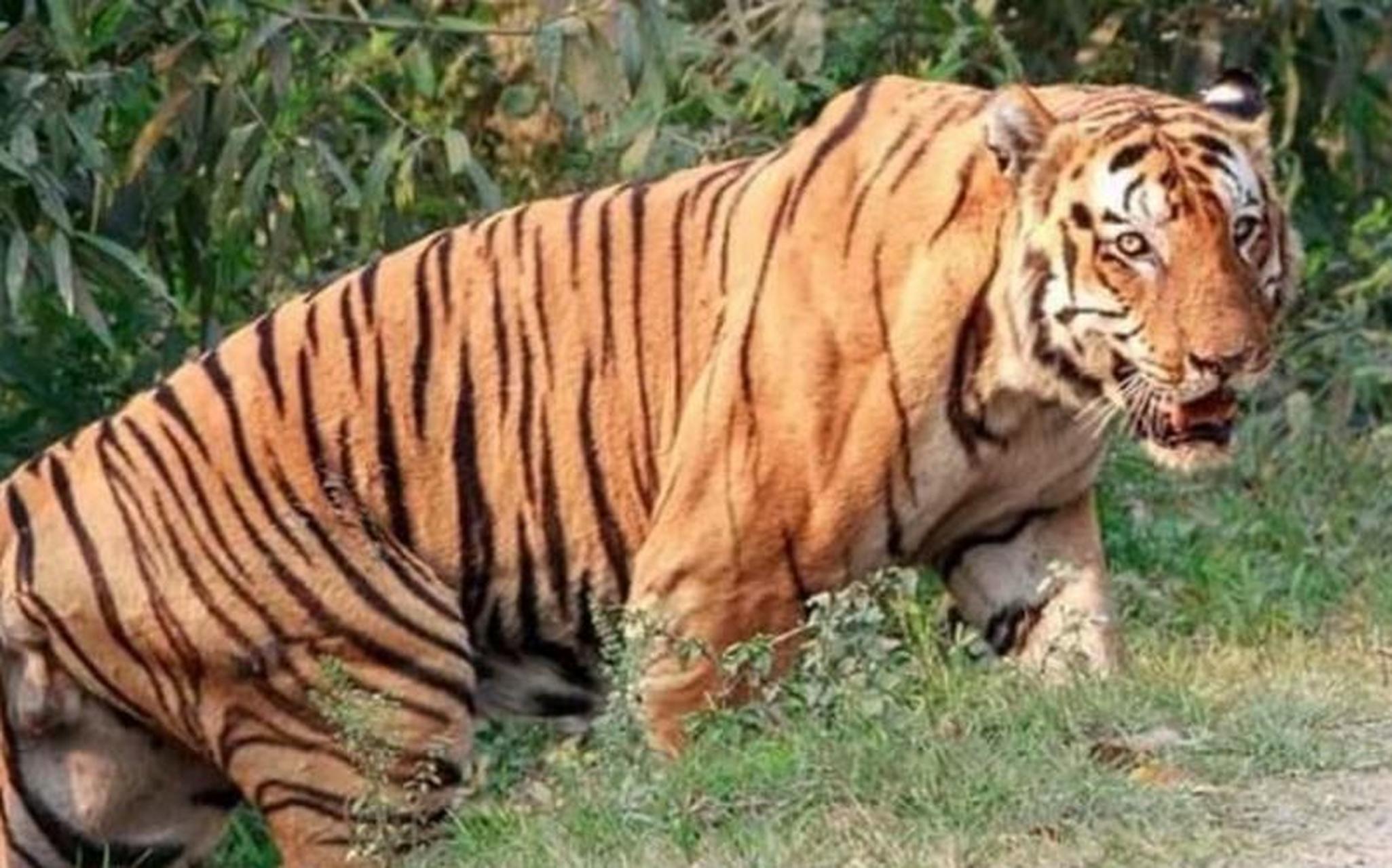 世界第二大虎一一孟加拉虎 成年雄性孟加拉虎包括尾部的总体长为2