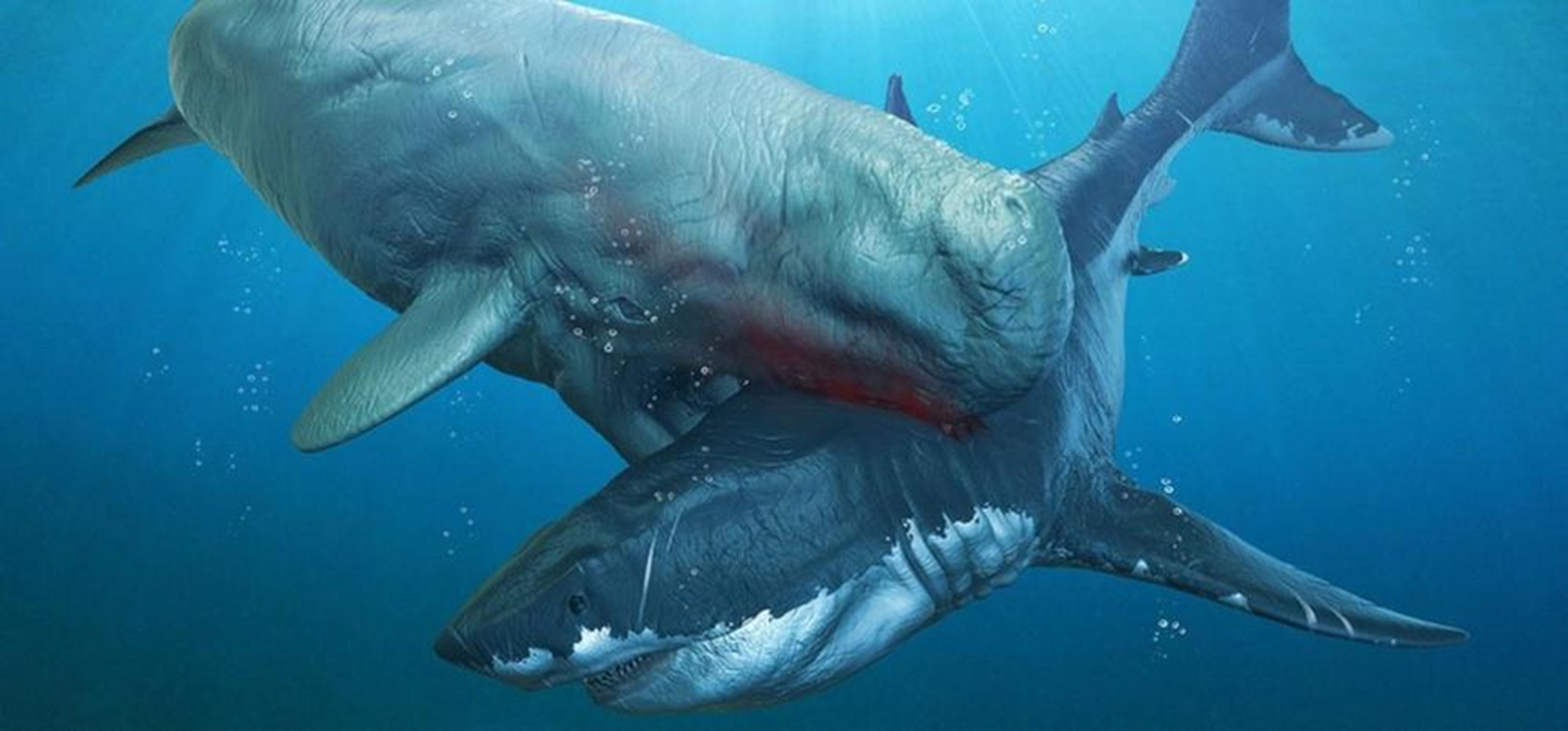 梅尔维尔鲸:史上最大的齿鲸          巨齿鲨被很多古生物学家誉为