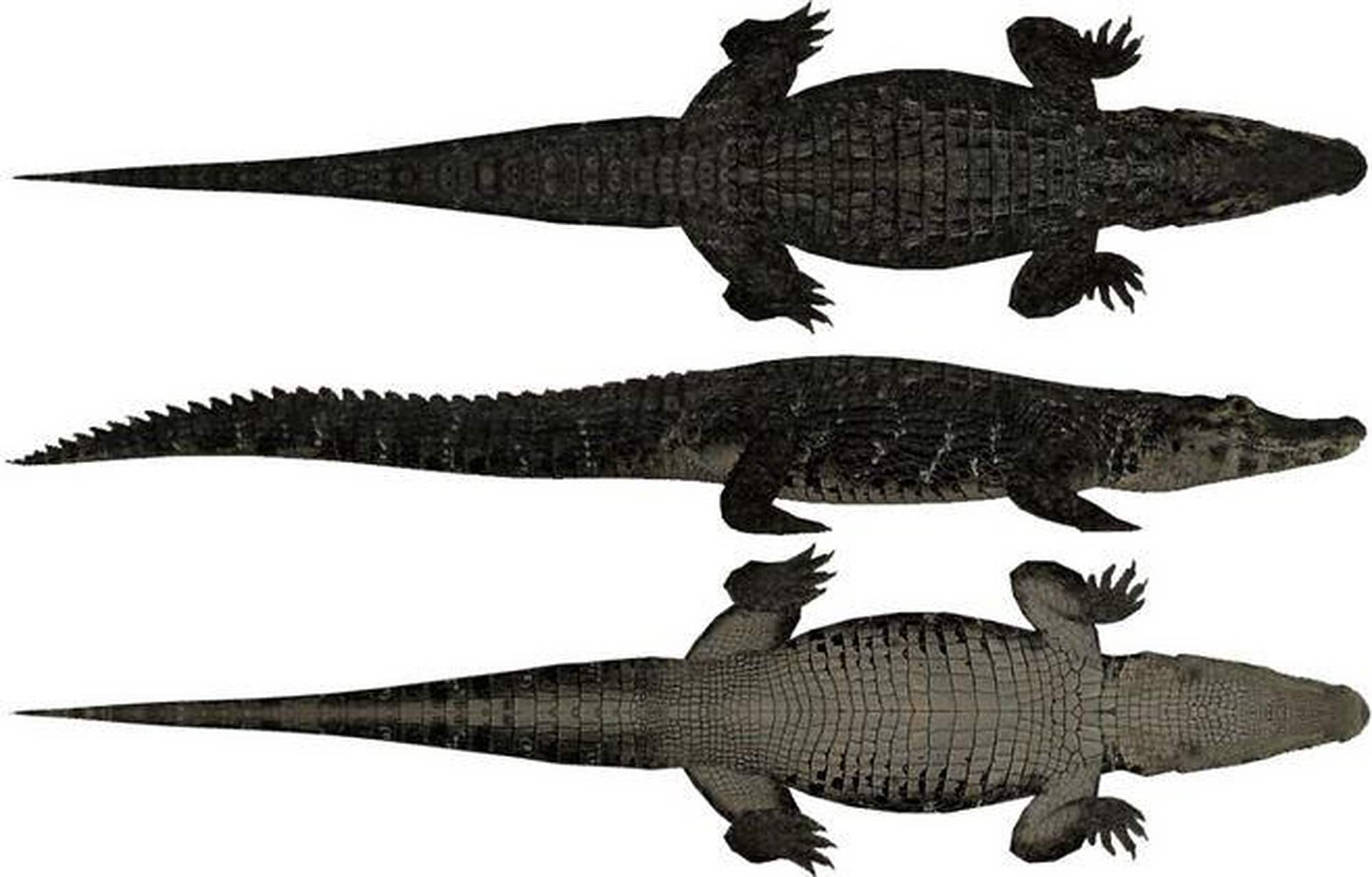 亚马逊之王一一黑凯门鳄 凯门鳄中最大的一种是黑凯门鳄,它的体长可