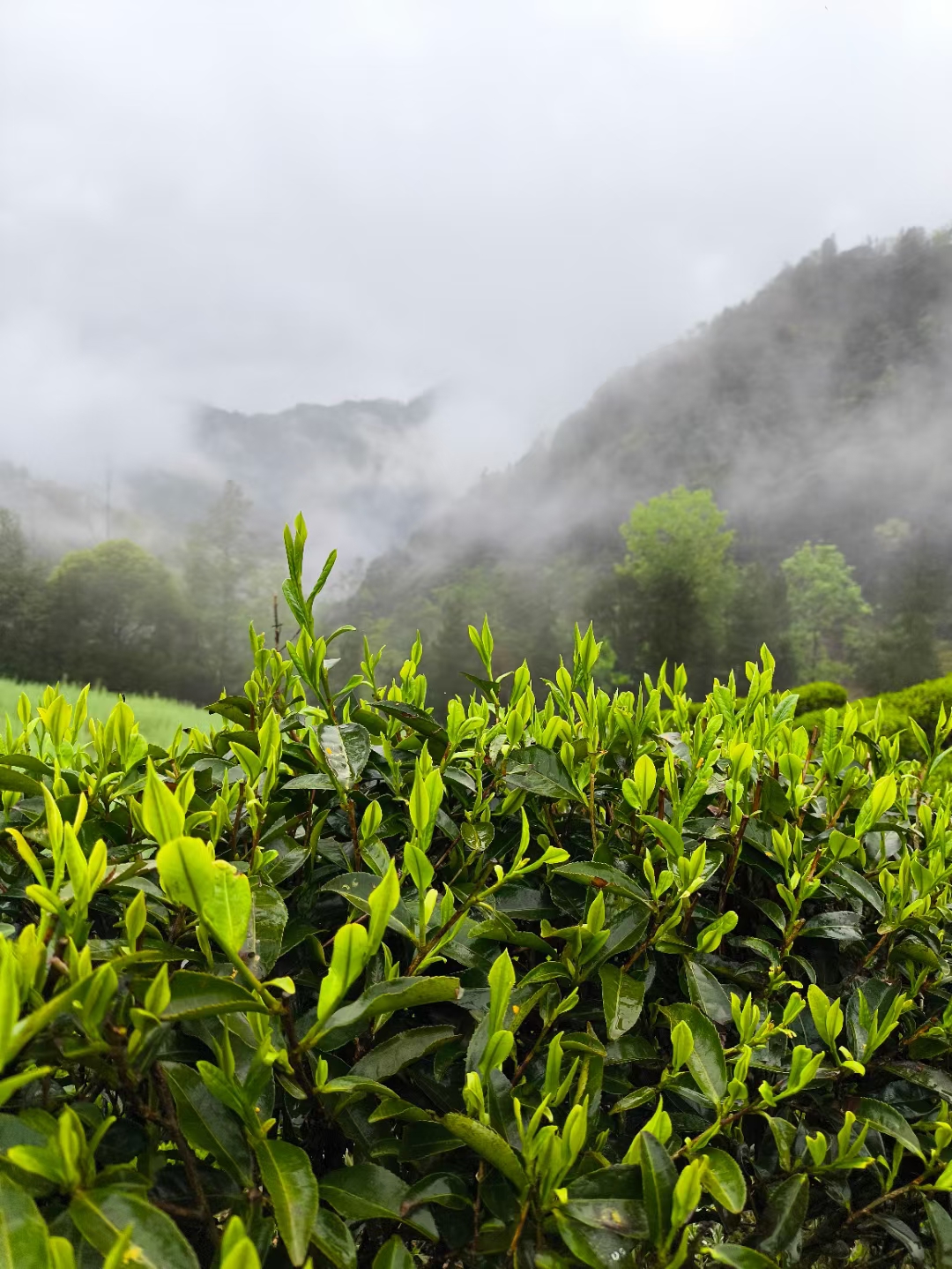 雾锁山头山锁雾图片图片