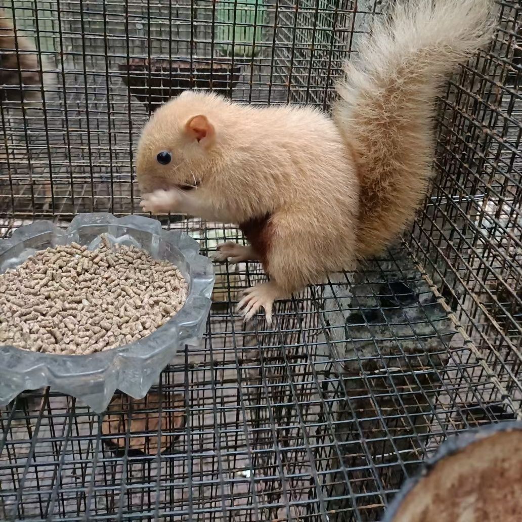 金花松鼠通人性吗