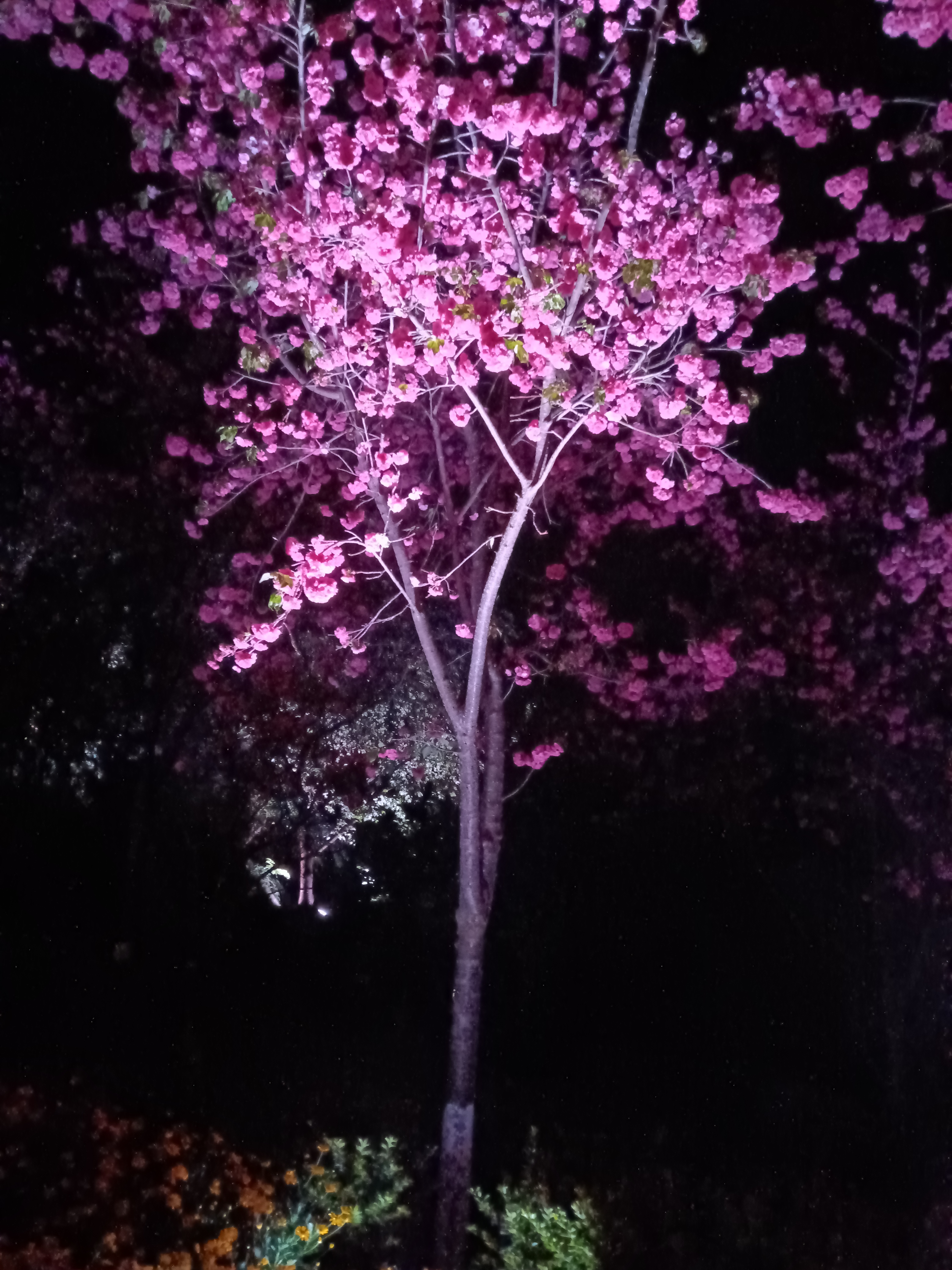 随手拍春天#  夜幕下的樱花盛宴,美到窒息!