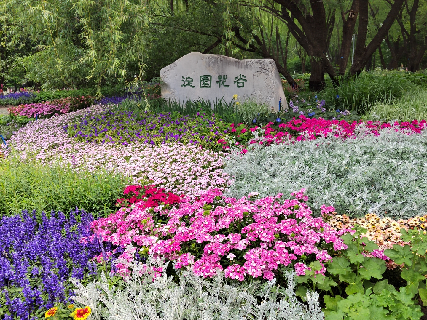 早上下过小雨挺凉爽,去海淀公园新建的淀园花谷——号称京城莫奈花园