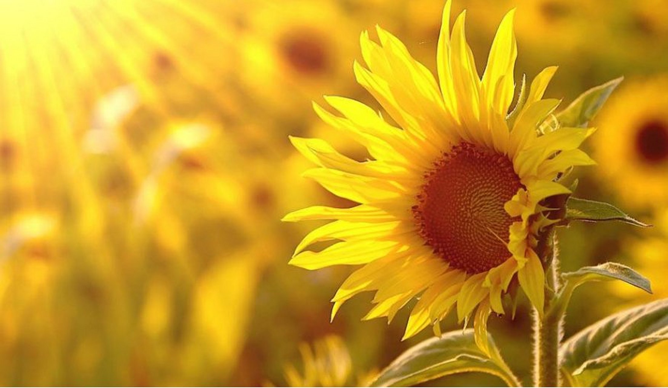 每日打卡# #文学#  契诃夫《醋栗》:刻画了小人物的空虚和堕落  碳鞍