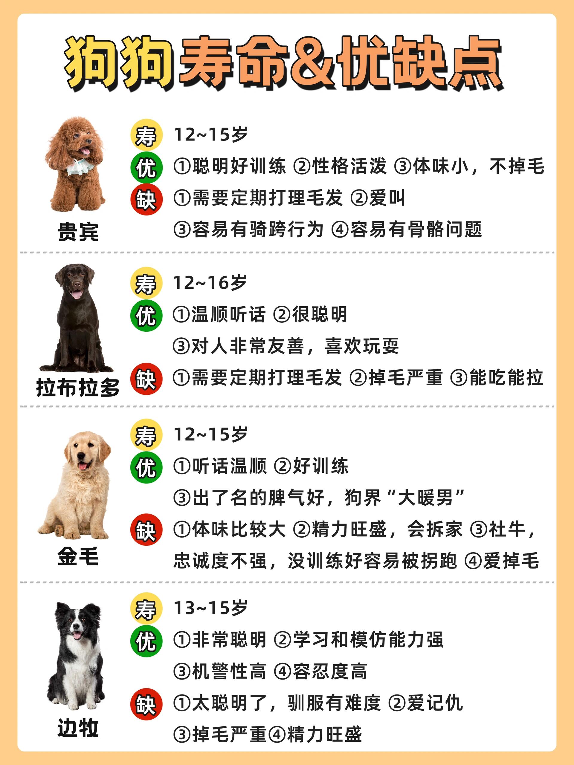新手建议养的10种狗百科在线