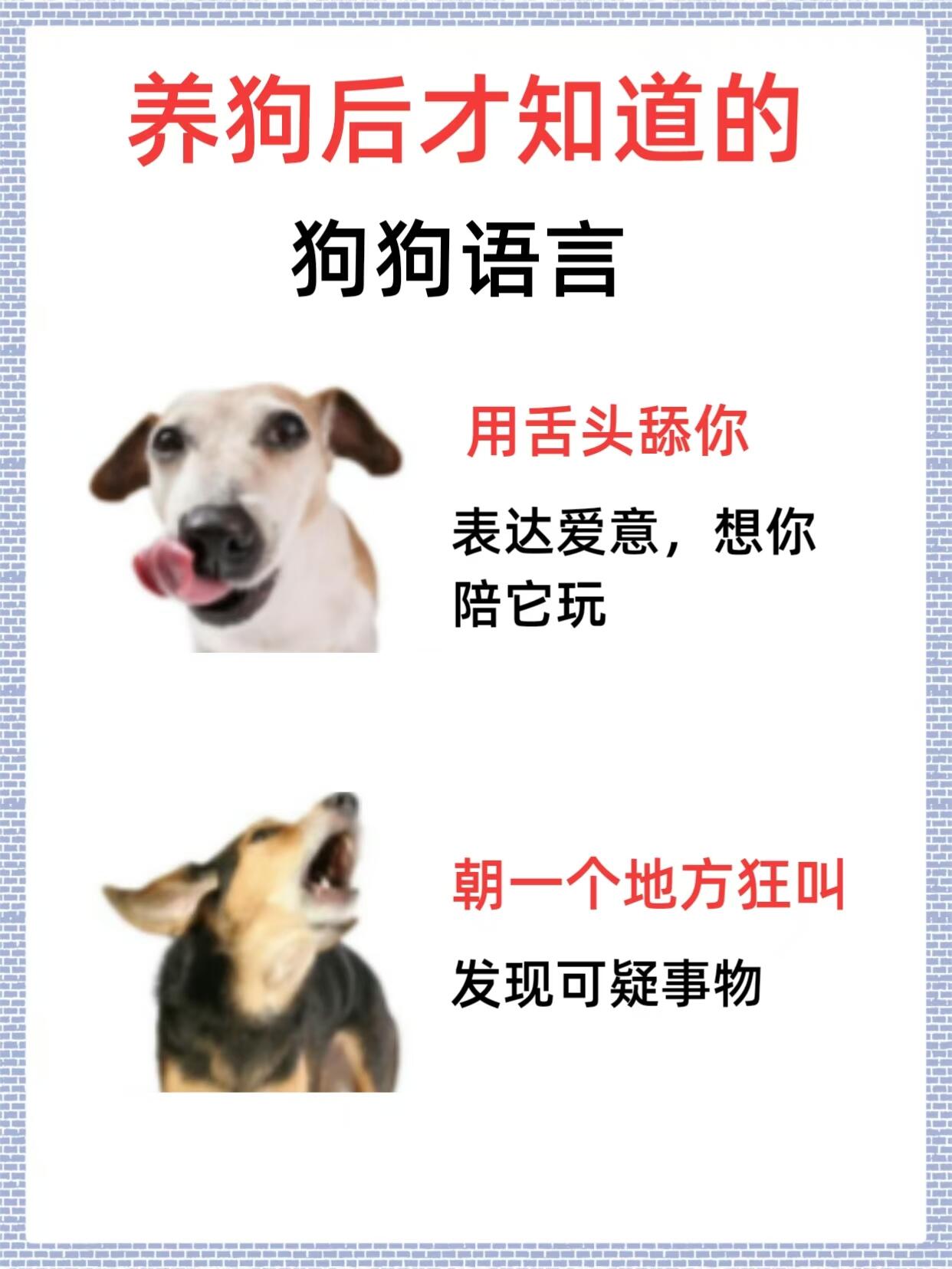 狗为什么那么听话百科在线