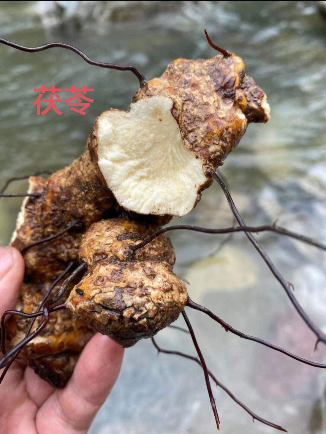 茯苓:利水消肿,清热解毒,健脾止泻,养心安神,增强免疫功能