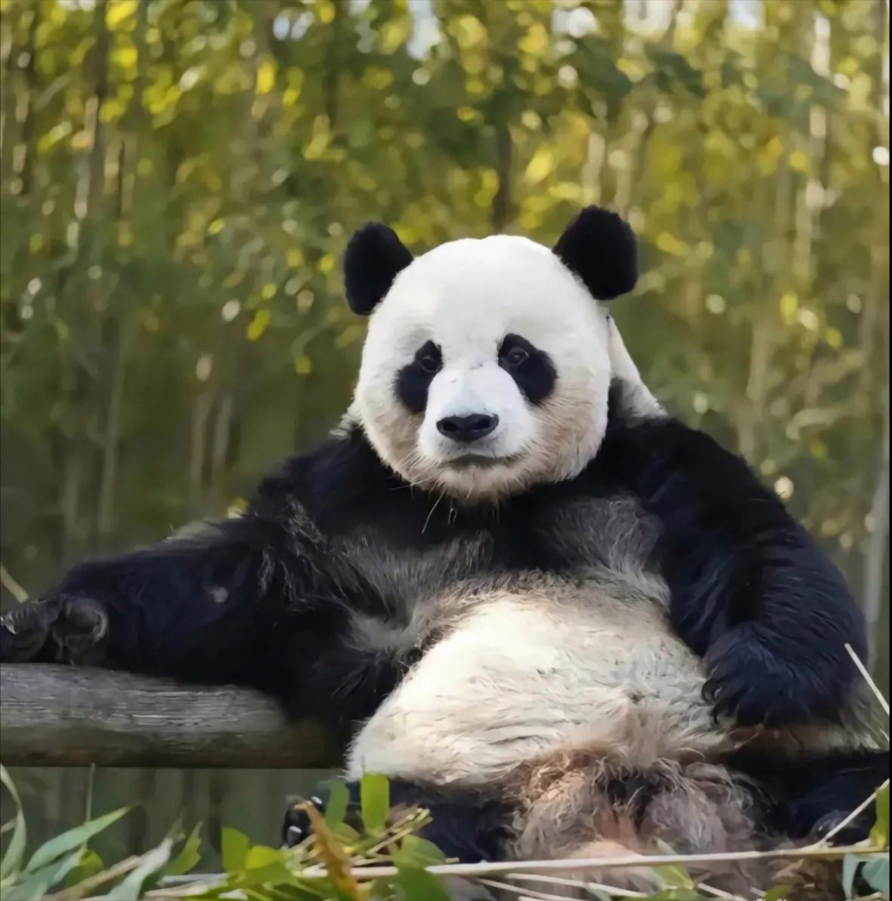 以前很搞笑,现在越来越成熟,有魅力.#熊猫