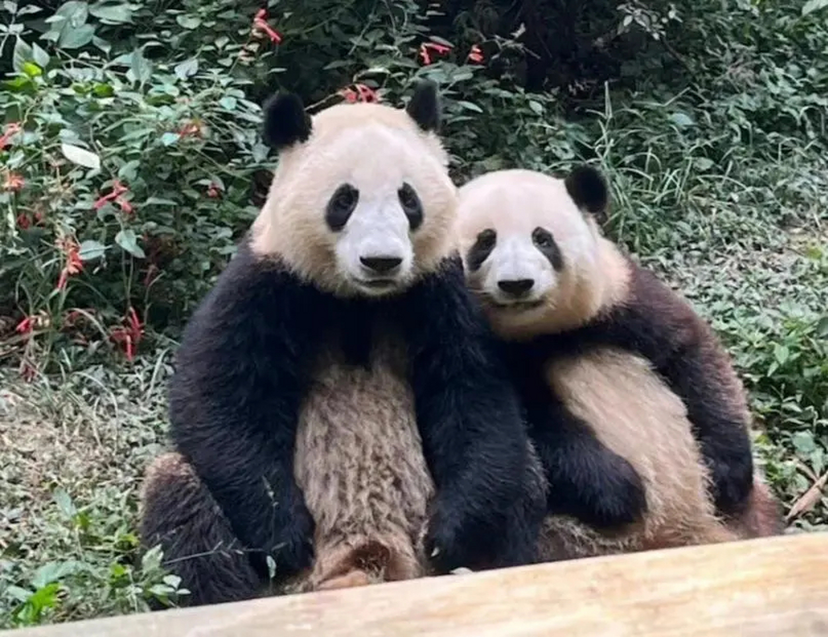 渝可渝愛兩兄妹被美的認養,熊貓七仔被鴻星爾克認養,和花和葉被不鏽鋼