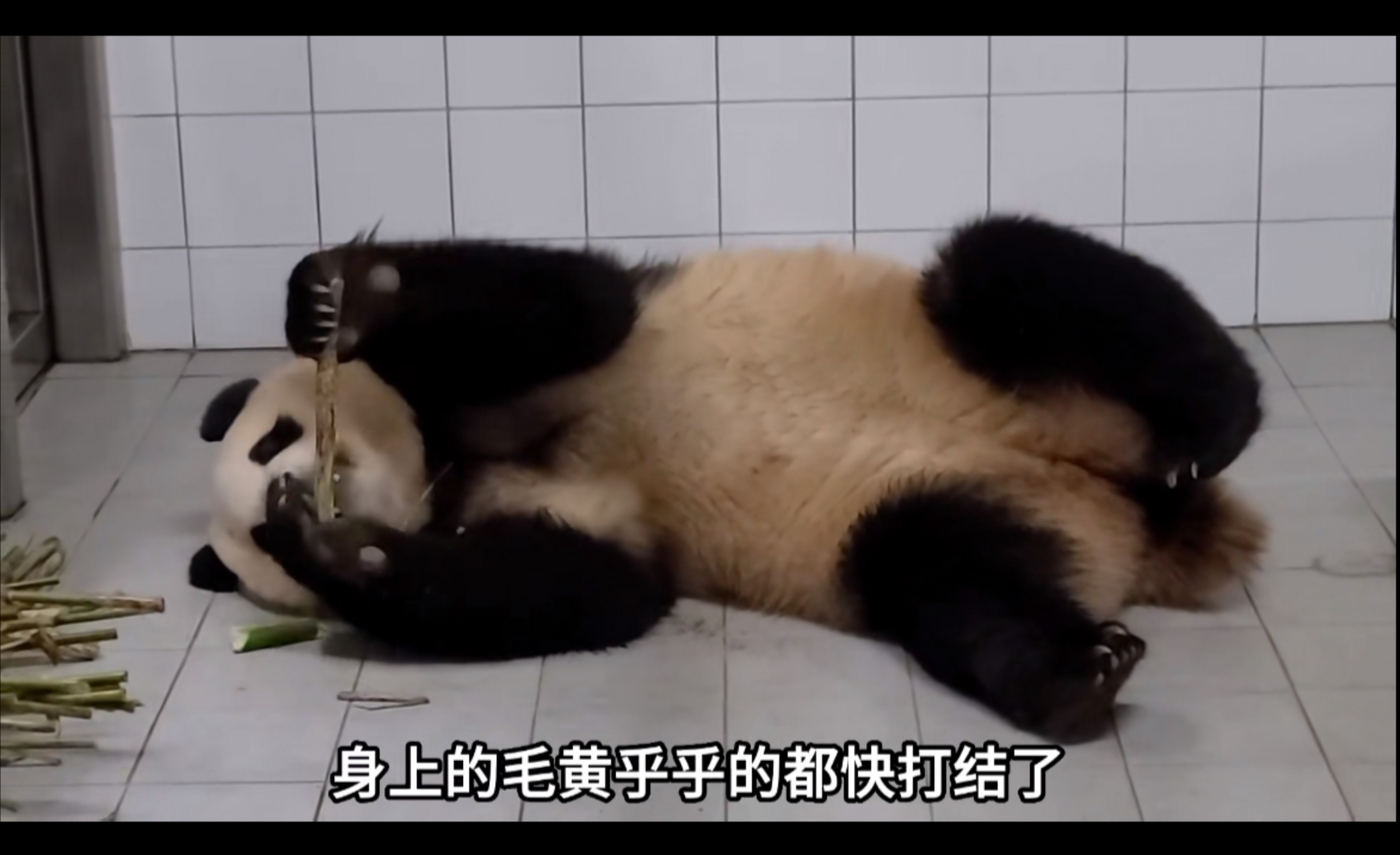 福宝要被褫夺公主封号了?福宝表示,哼!