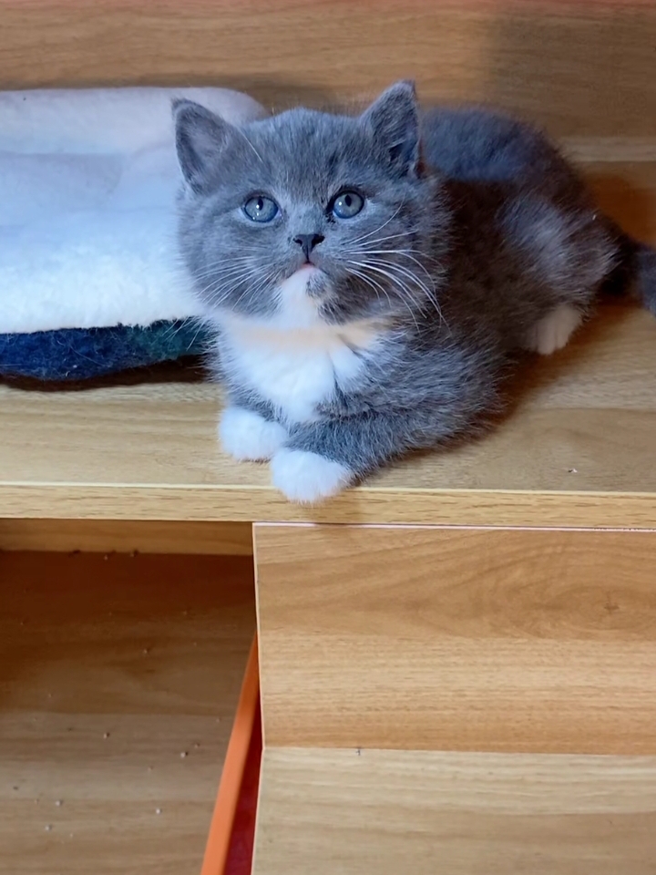 有它陪着,生活里都是小确幸,这 蓝灰色猫蓝眼睛灰猫灰蓝色猫品种图片