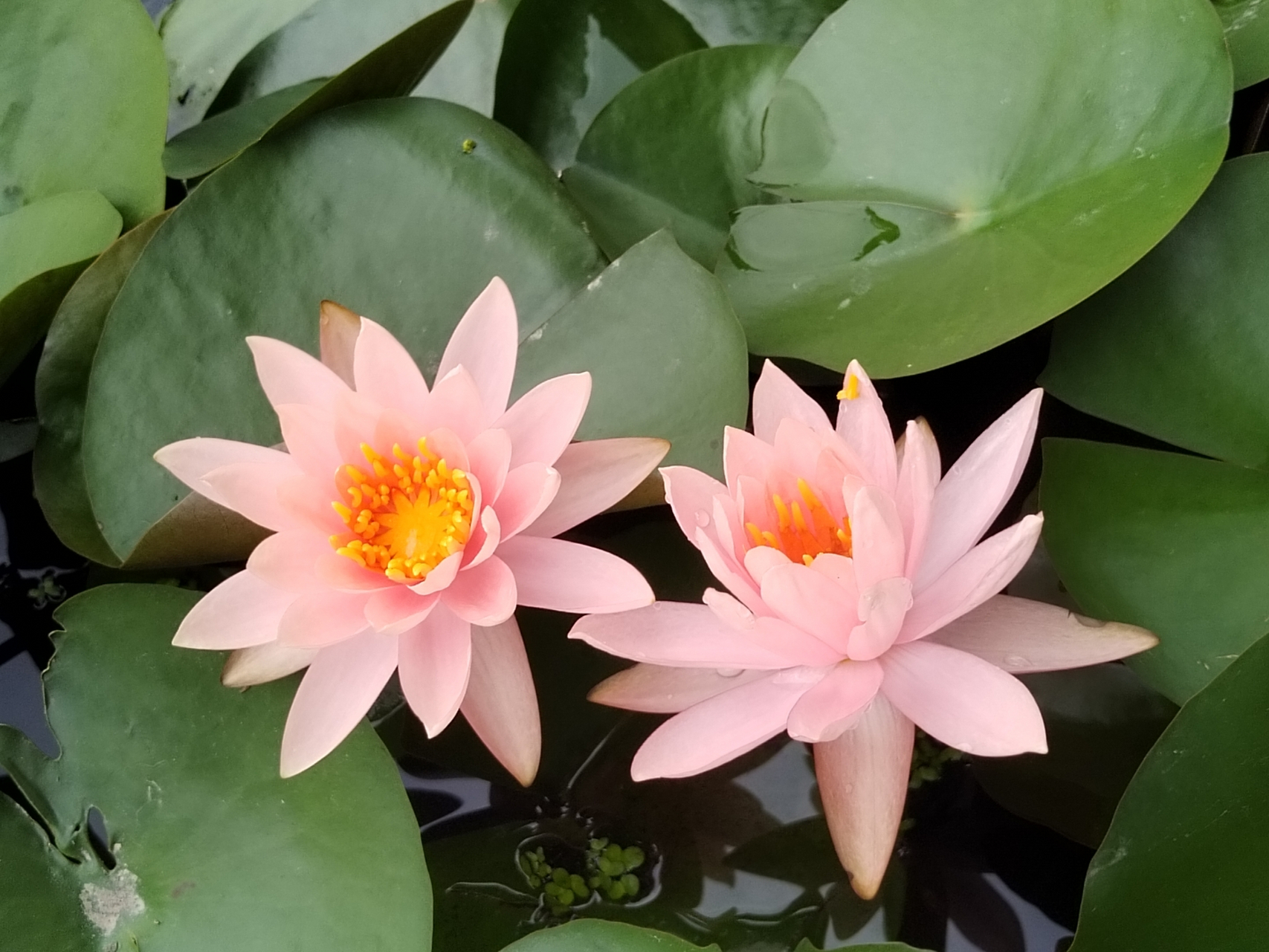风,轻轻地吹.两朵莲花相互依偎,频频点头.幸福永远!