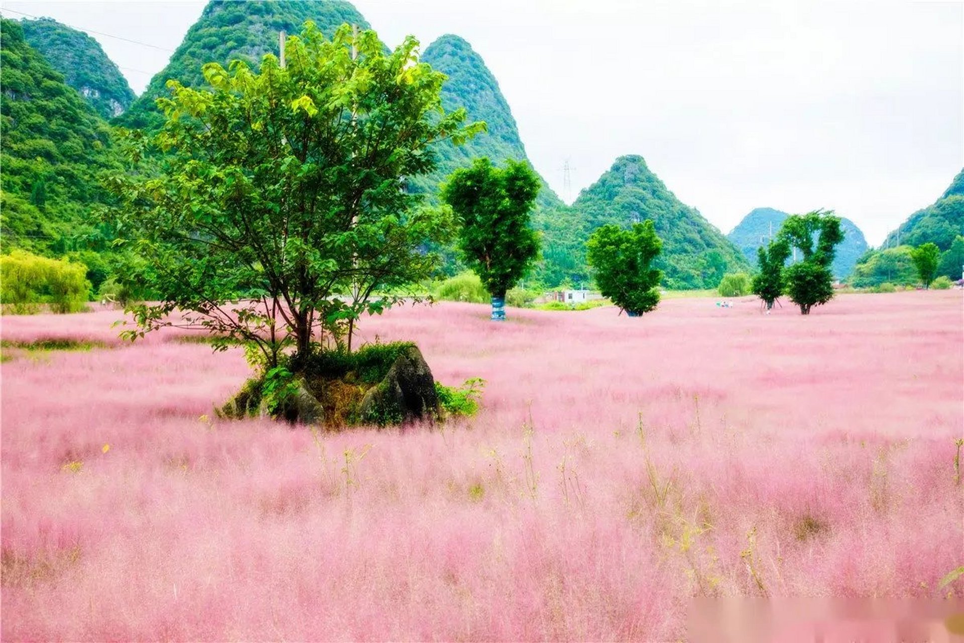 长顺十里花海图片