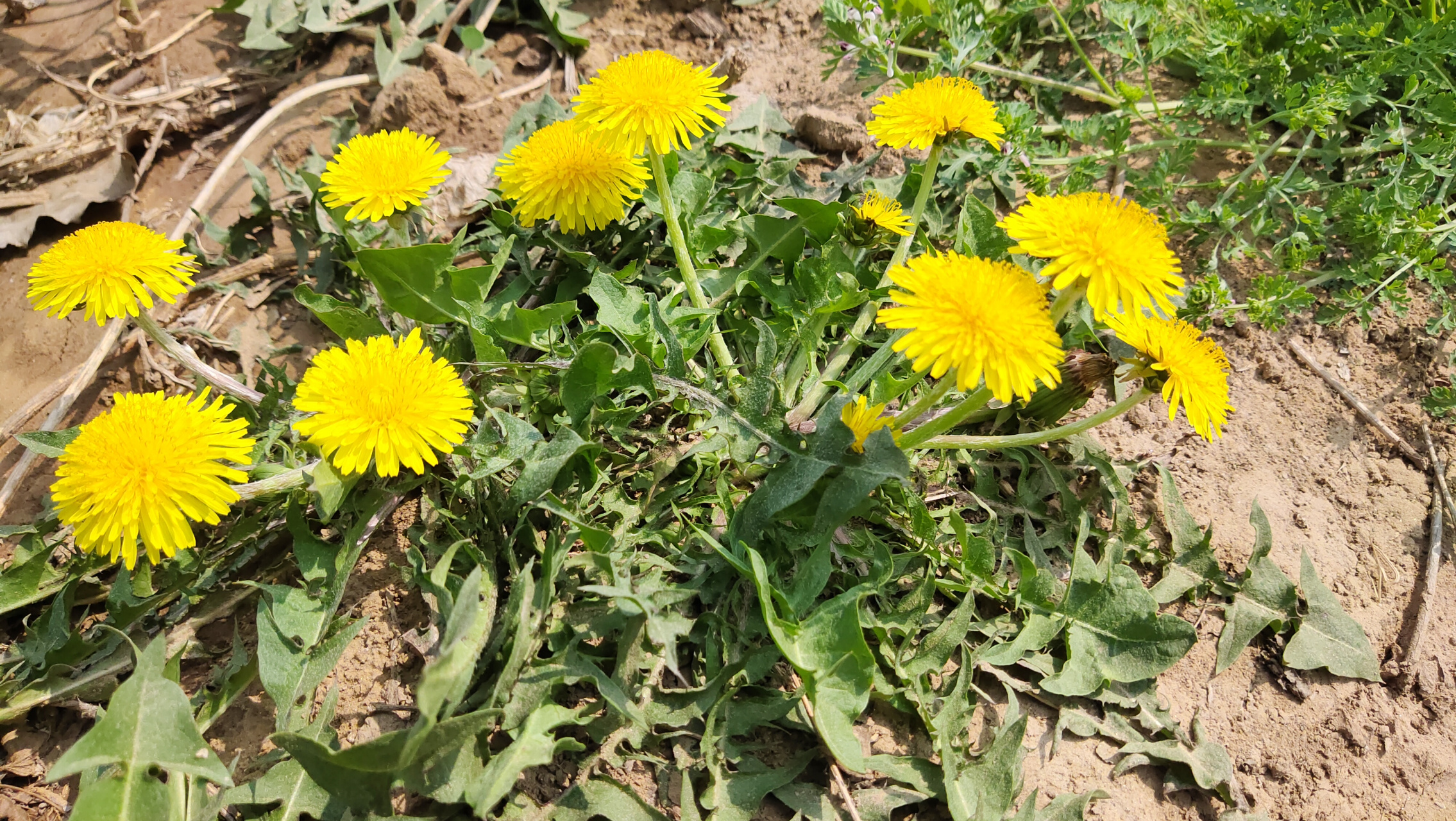 9895春日里的蒲公英,盛开在泥土之上,仿佛是大地上的小精灵.