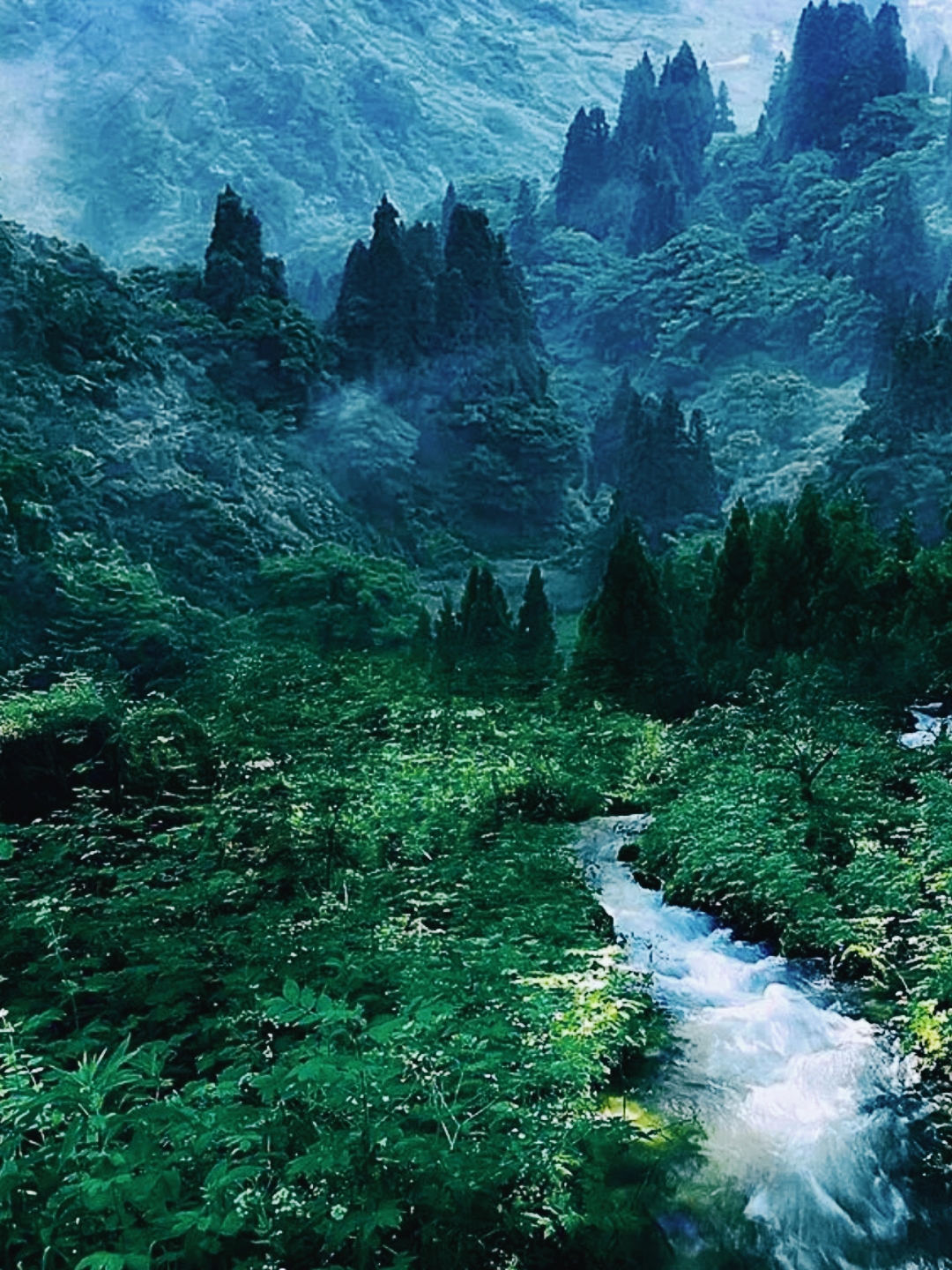 959998 走进这片青翠的山林,仿佛进入了另一个世界.