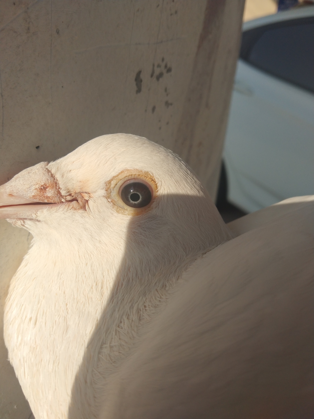 纯白杨阿腾黑钻种鸽欣赏