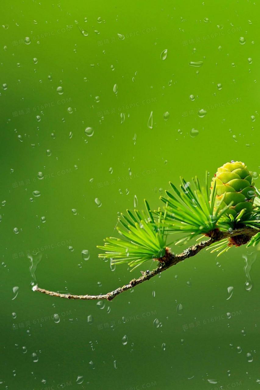 风雨后的雨露阳光图片图片