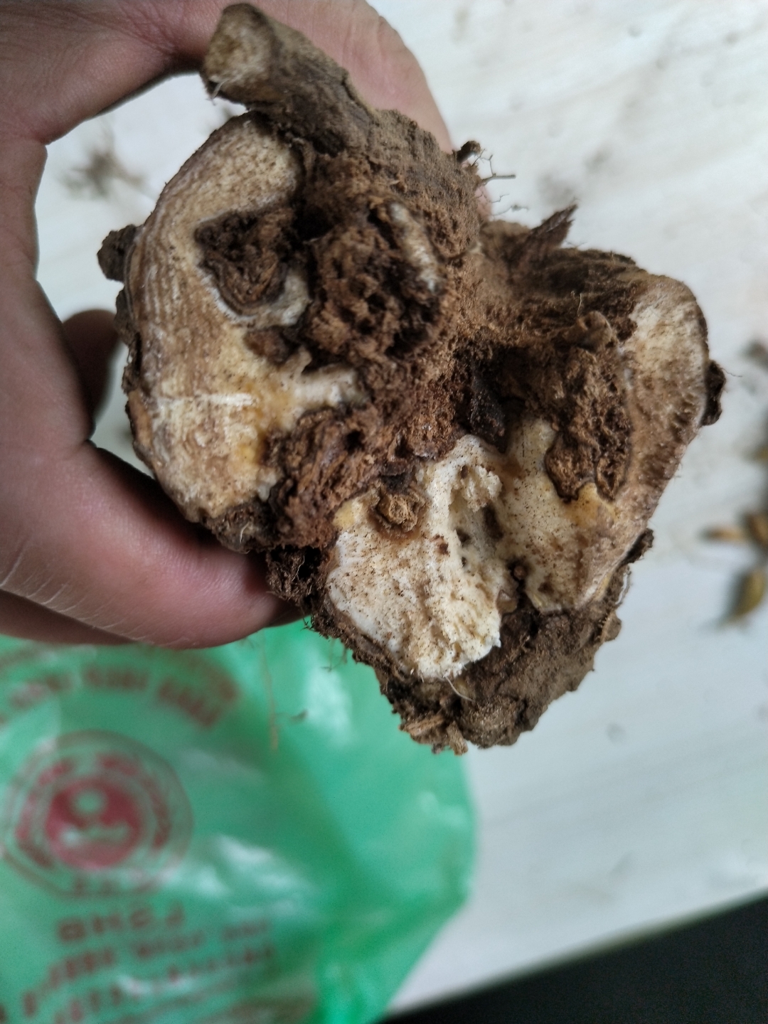 请问这是什么植物