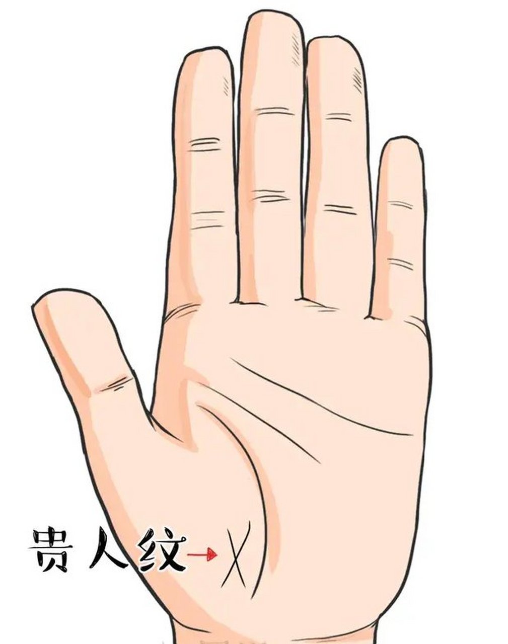 贵人纹如果形成交叉装,整体清秀明晰,在传统的手相中,被称为玉带马.