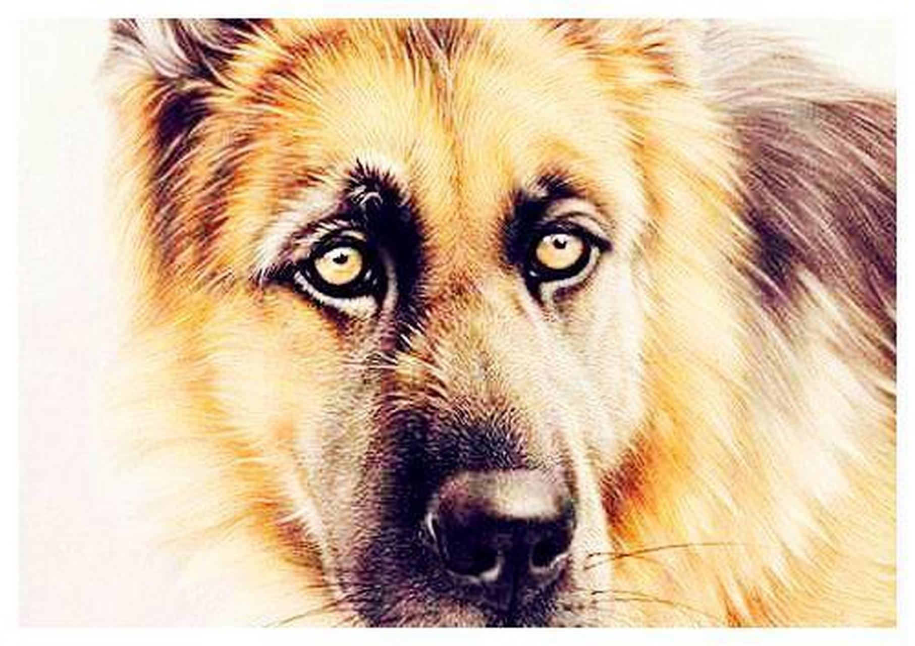 我认为如果你和生肖狗的女孩乱搞,你就有大麻烦了!