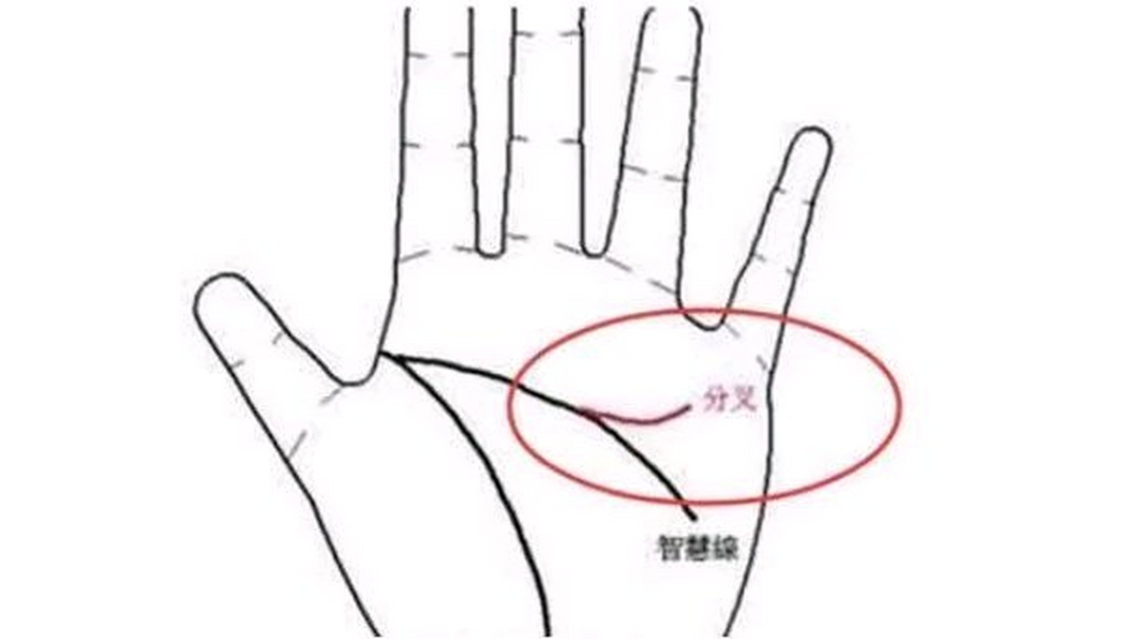 智慧线向上分叉:智慧线是主要三大线纹之一,个人的事业,财运好与坏息