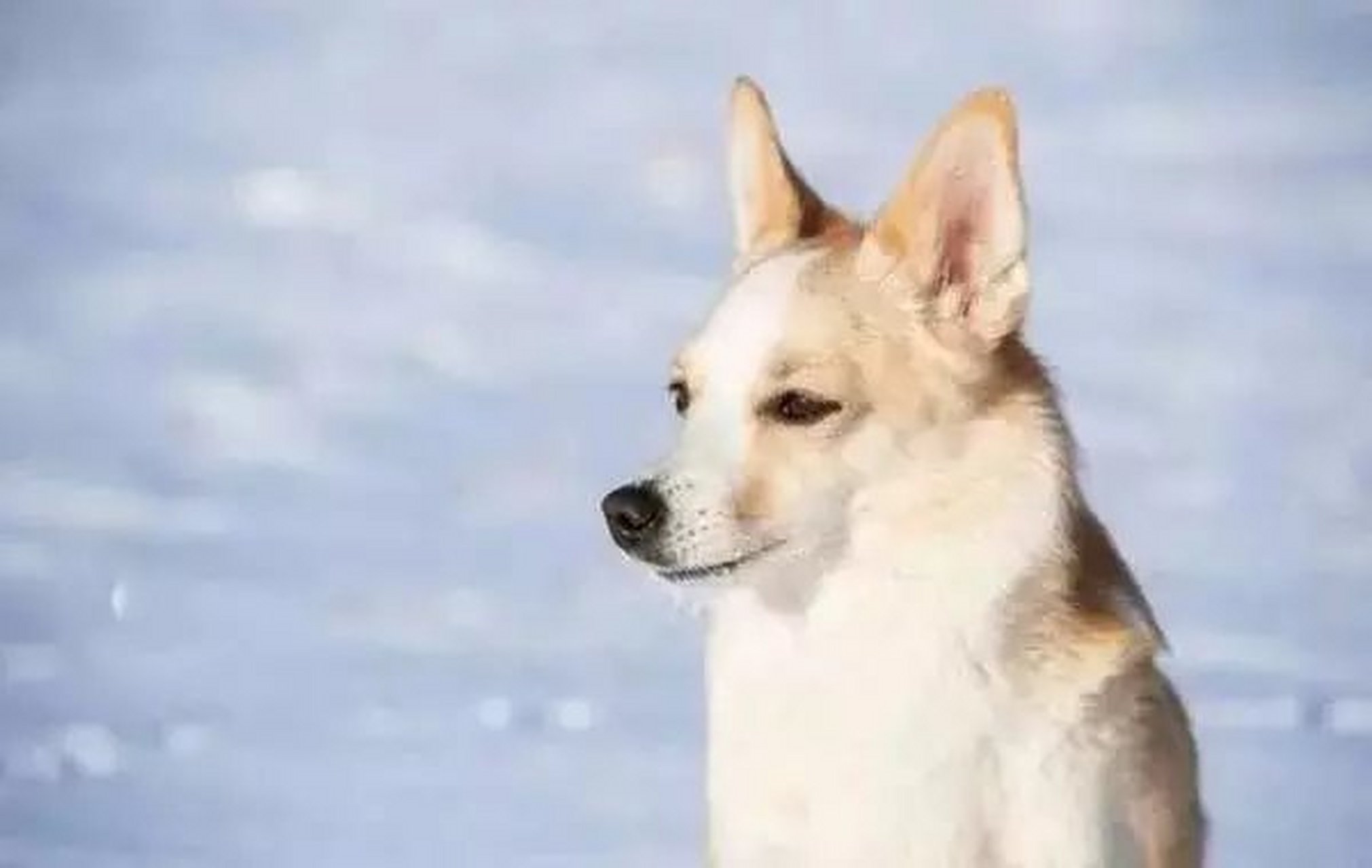 生肖狗:一生必经的三次大劫,煞过后必好运连连  属狗人,第一次大劫是