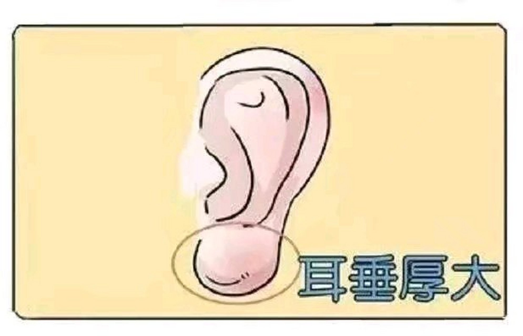 在面相中耳垂厚大之人多有福气,具有这种面相的人宅心仁厚,从不会在