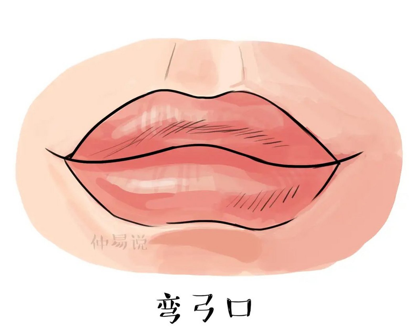 弯弓口  弯弓口,是指嘴巴和弯弓类似,唇形向上,整体嘴唇丰厚,红润.