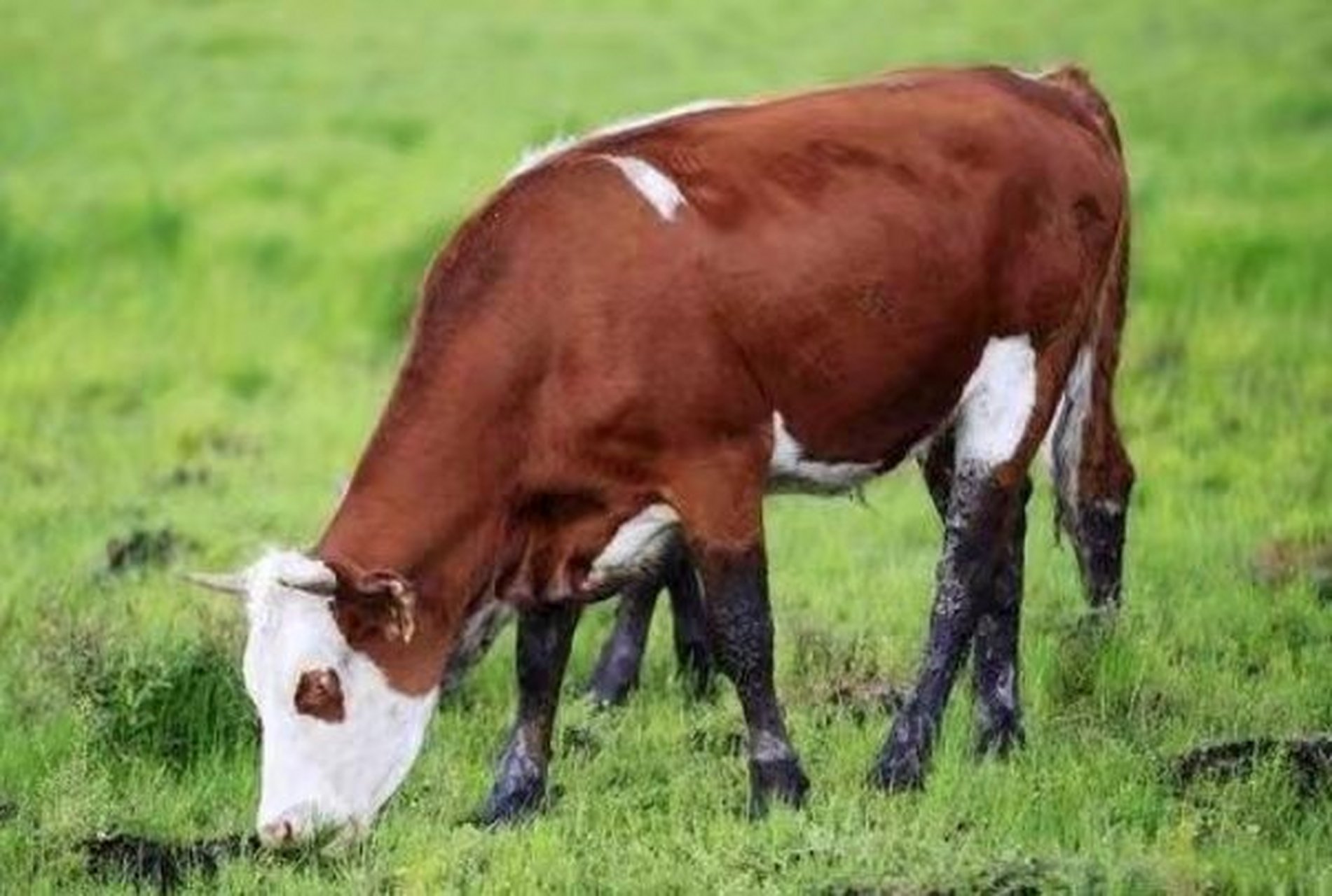 生肖牛  自2月18日以来,十二生肖中的牛拥有最强大的财富,贵族们也