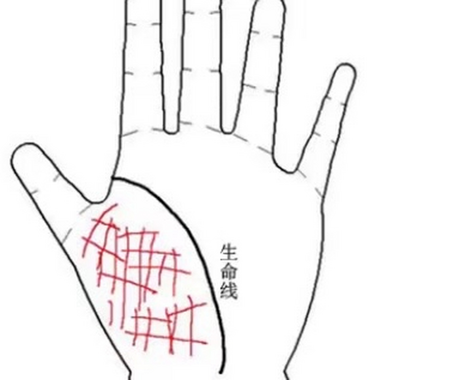 生命线长  生命线长得长,而且呈现淡淡红色,说明这个人的健康状况非常