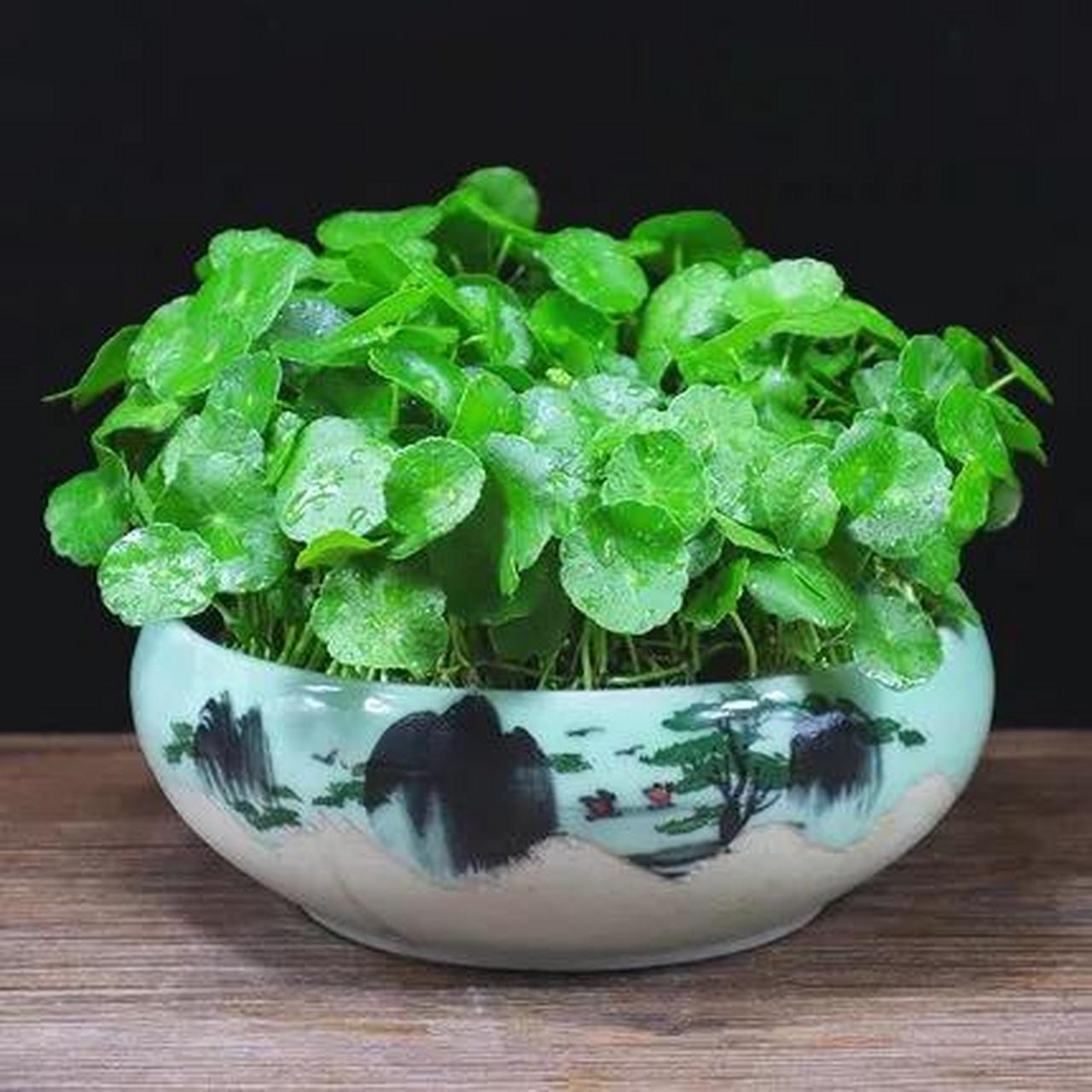 巳蛇旺财植物:铜钱草  生肖属蛇的人金钱运其实不错的,可就是不懂得