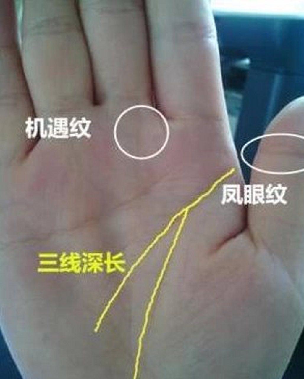 男子手相中常见断掌,而如果女子手相中出现上图这样的假断掌,爱情线和