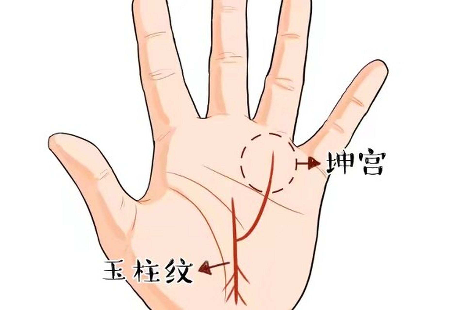 如果玉柱纹从开端的位置有交叉状,或者流苏状,同时从掌心出发,有个