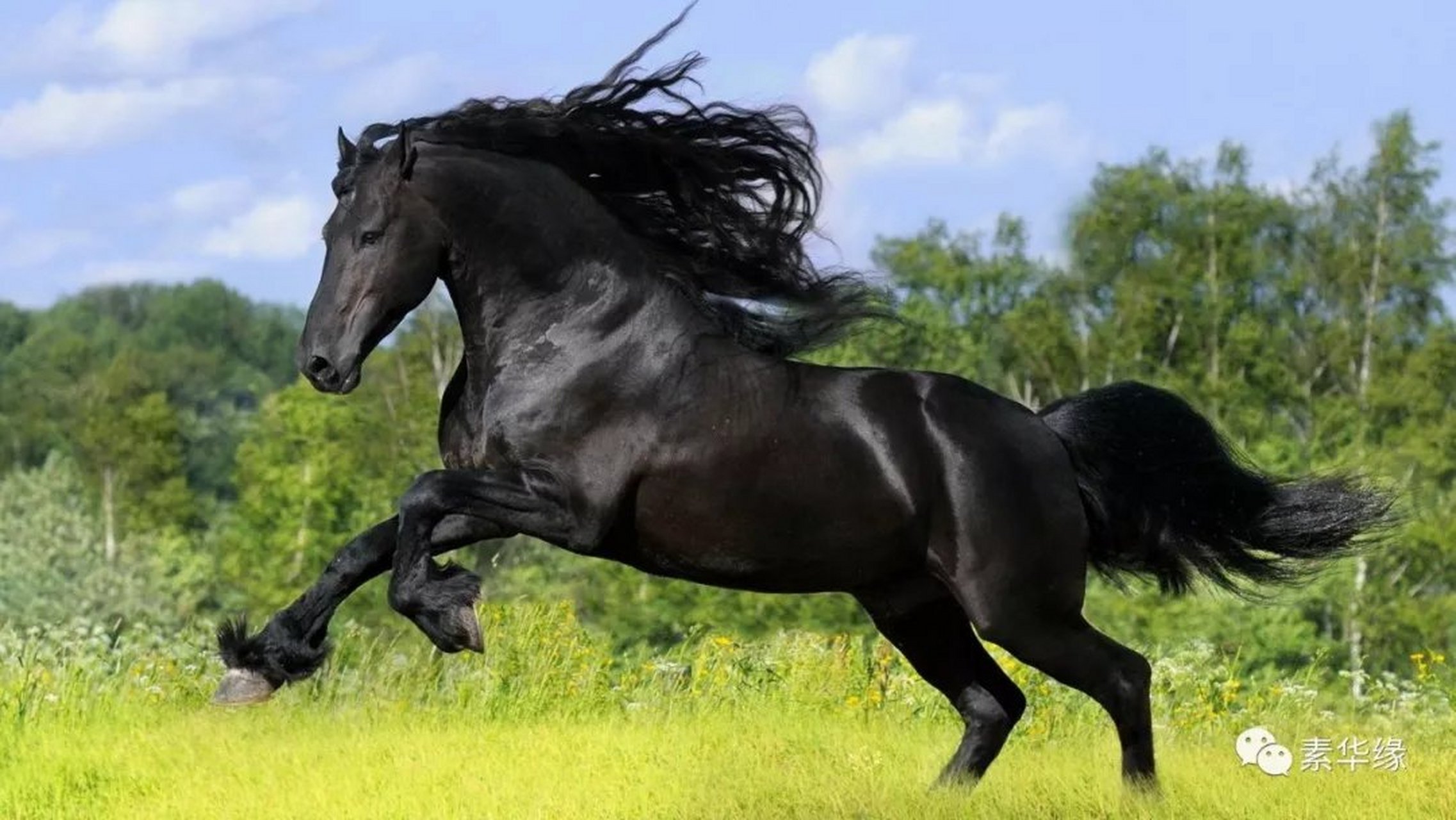 属马人生于戍时的命运:多才多能,心机为巧,惜不能聚财,兄弟六亲不得力