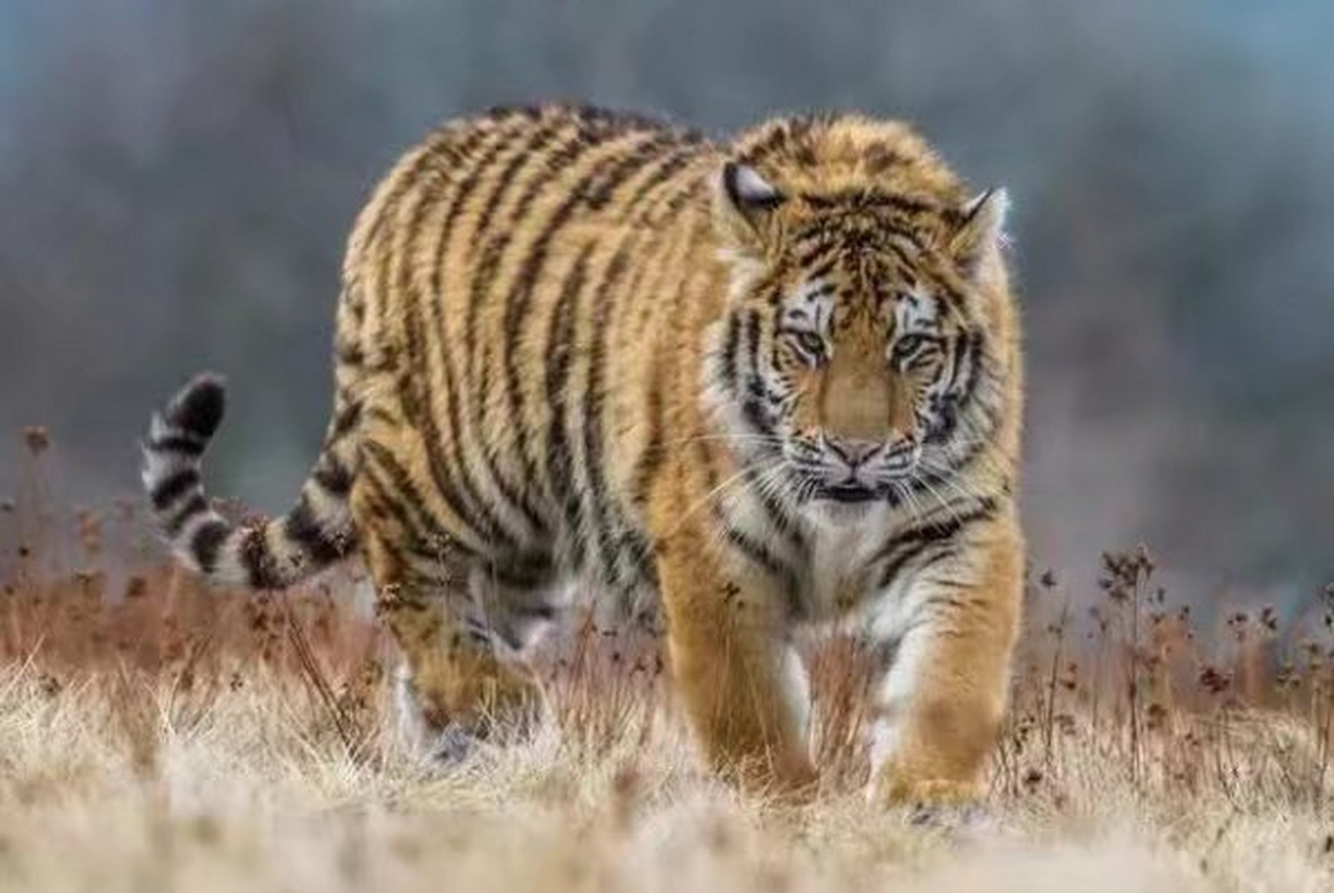 生肖虎:三月  2021年三月份,刚踏入春季不久,属虎人很容易在这个月份