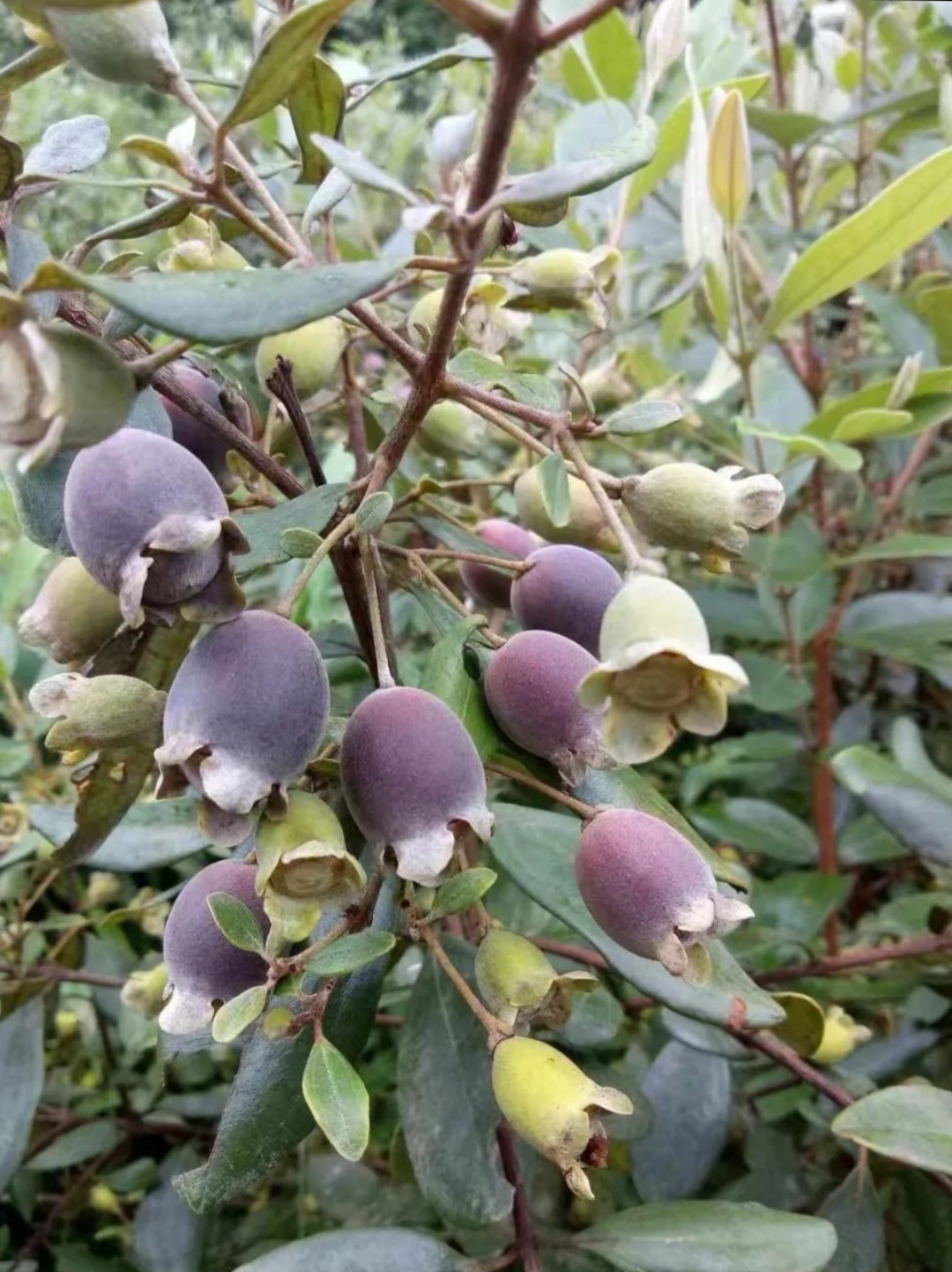 其中一种,我们那儿叫它"捻子",或者"姑捻子",它的学名是"桃金娘"