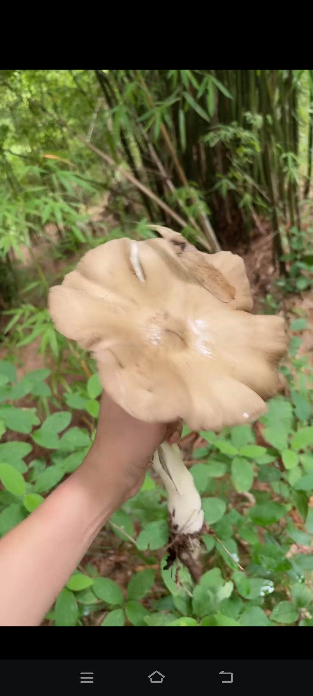 昨天晚饭后和邻居出去溜达,在路边的小竹林里发现了这个蘑菇,我不确定
