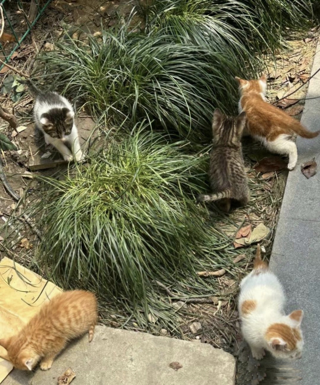 为什么不能捡猫回家 为什么不能捡猫回家