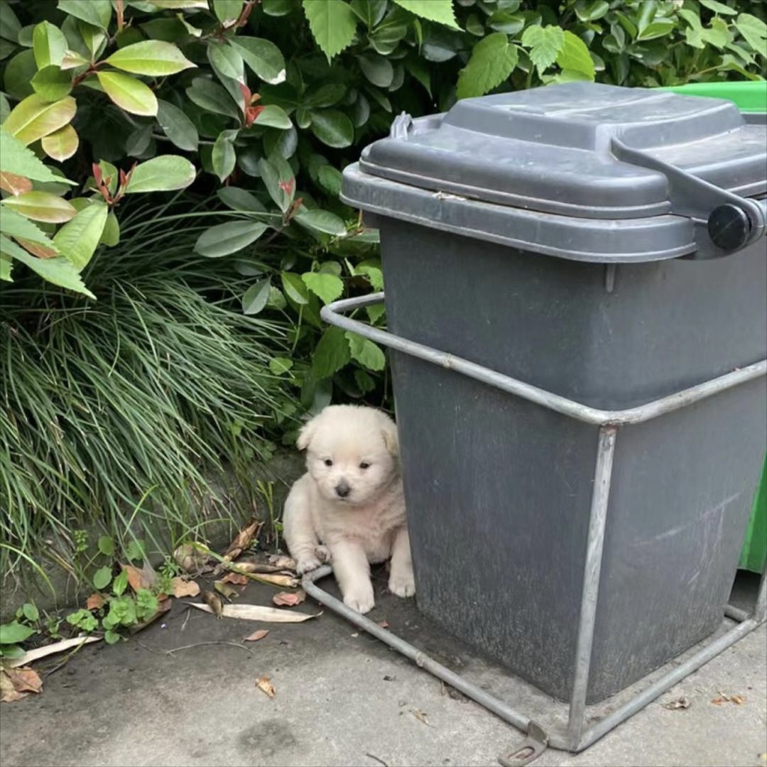 下楼倒垃圾时,看到一只可爱的狗狗在垃圾桶旁来找东西吃,我寻思着肯定