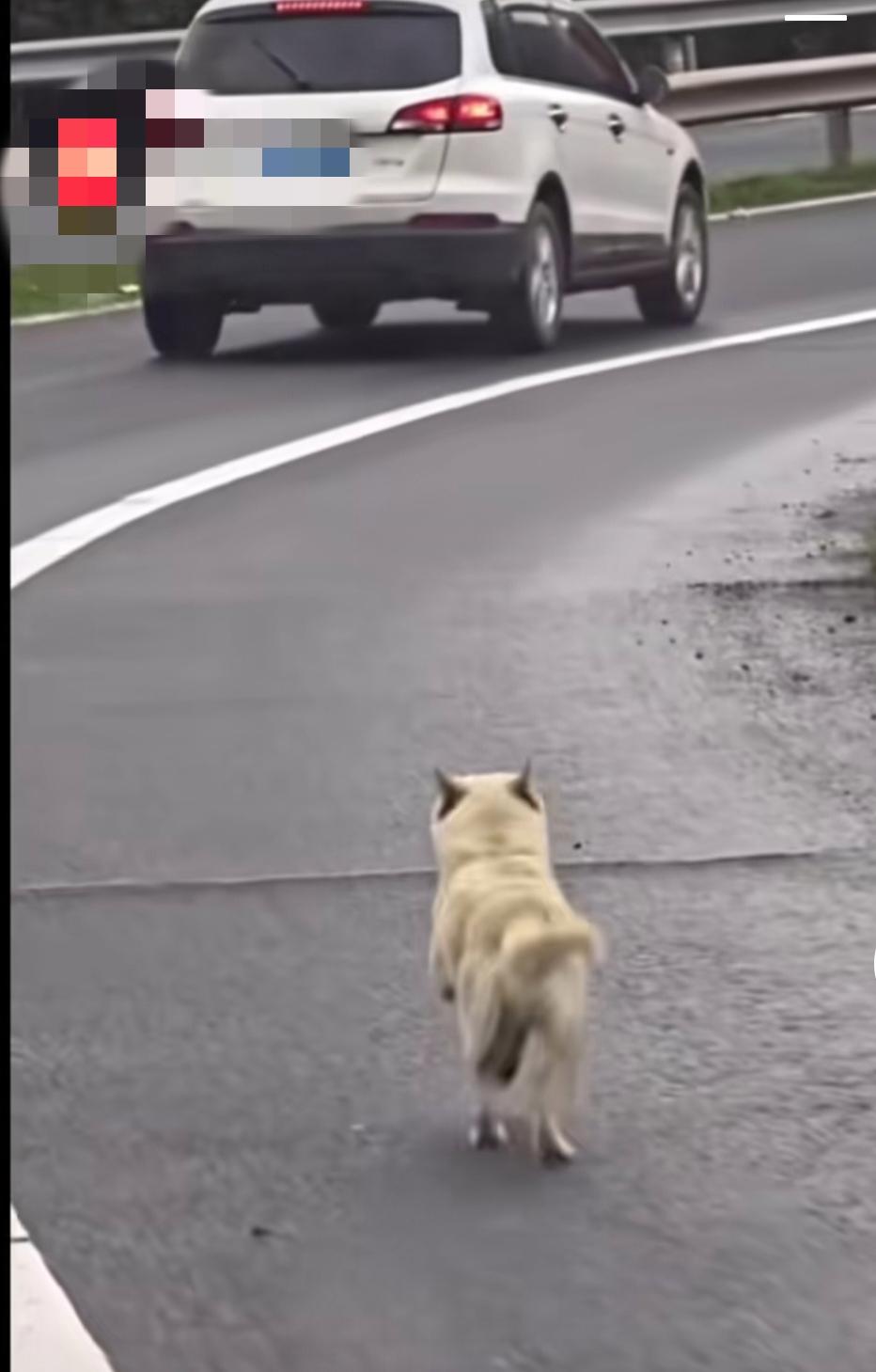 狗踩水泥路图片