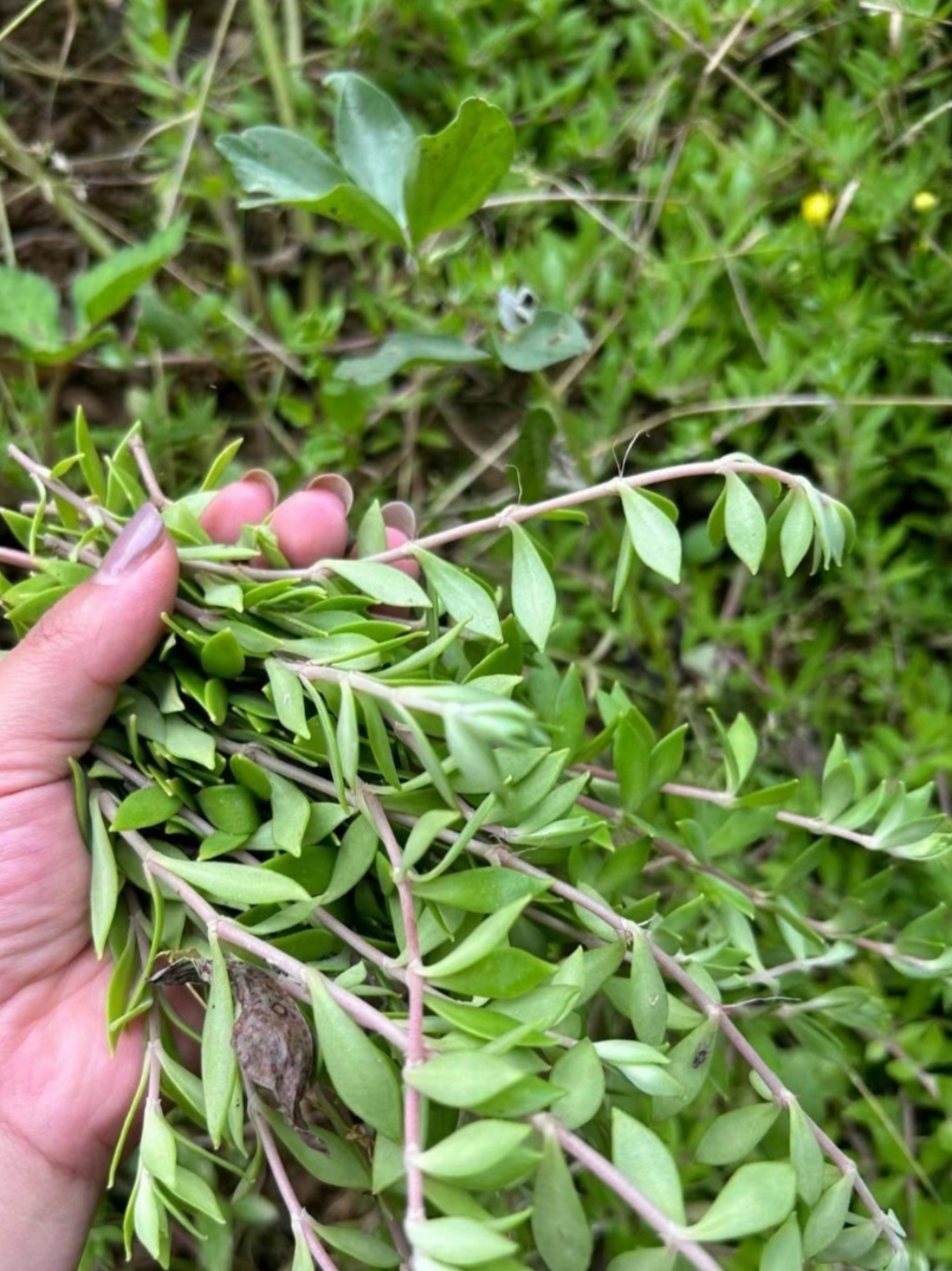 这究竟是什么神奇的草?