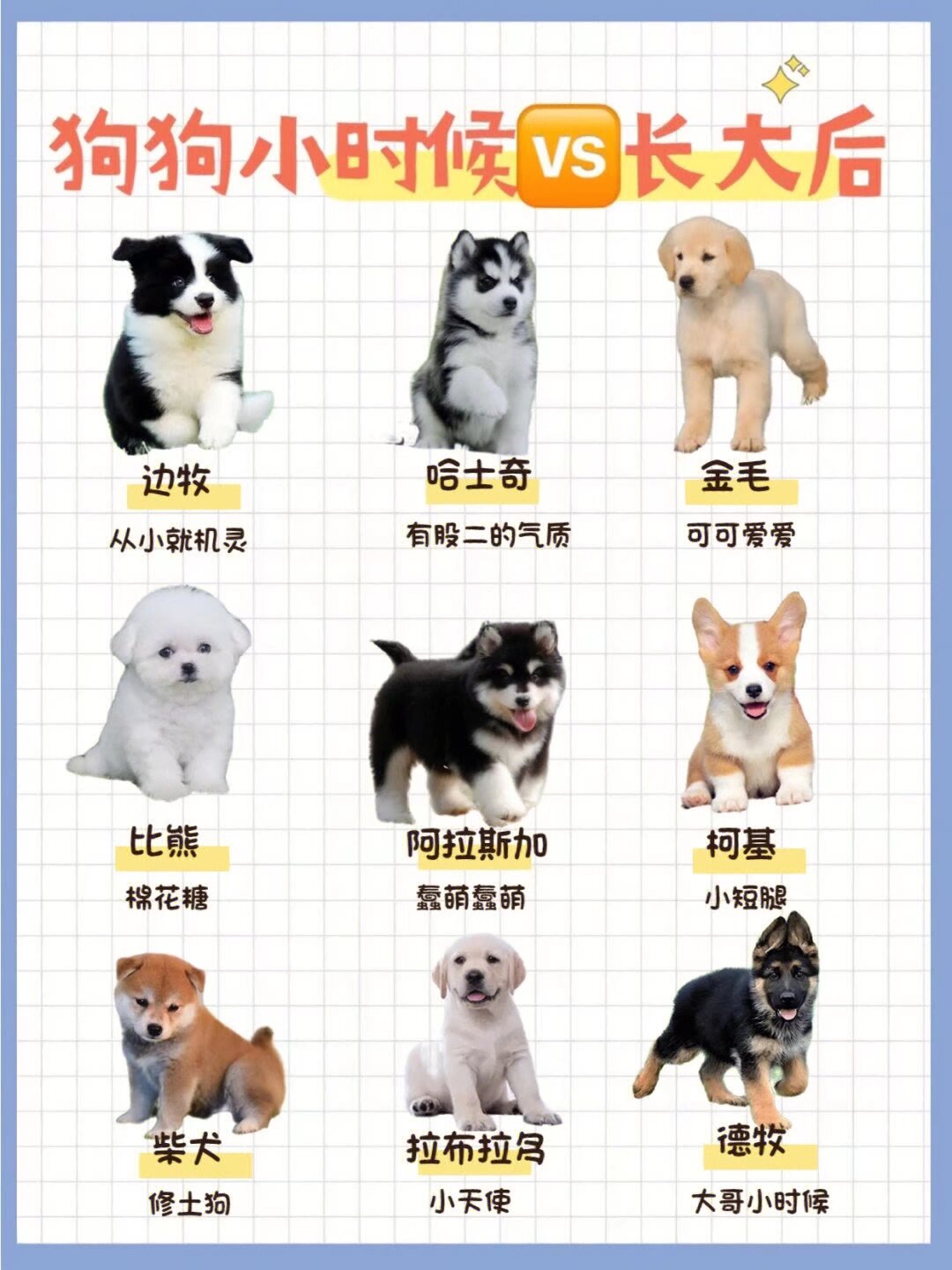 后的对比图供给各位铲屎官宝宝们参考一下##这个冬天不太冷# #宠物